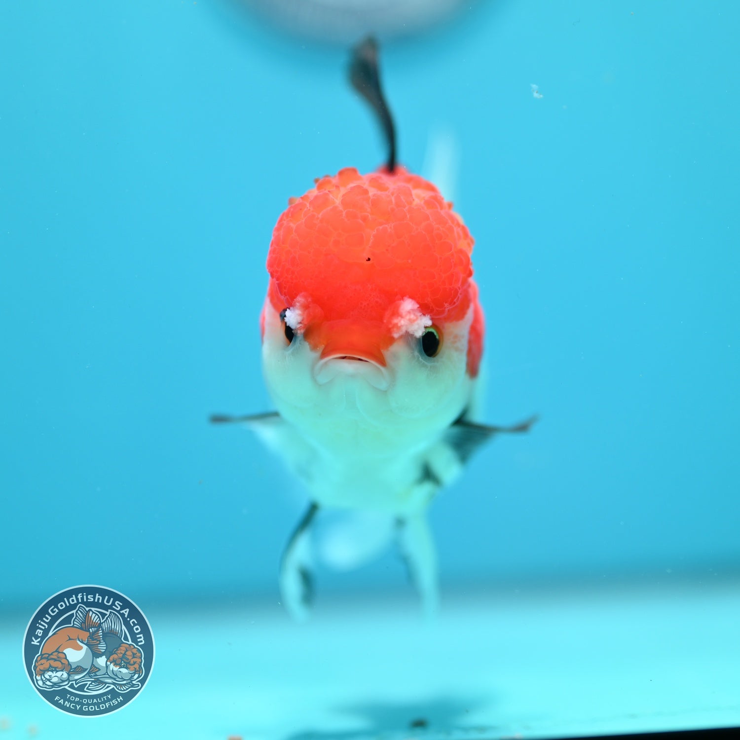 Tricolor Rose Tail Oranda 4 inch Body (260828_OR12)