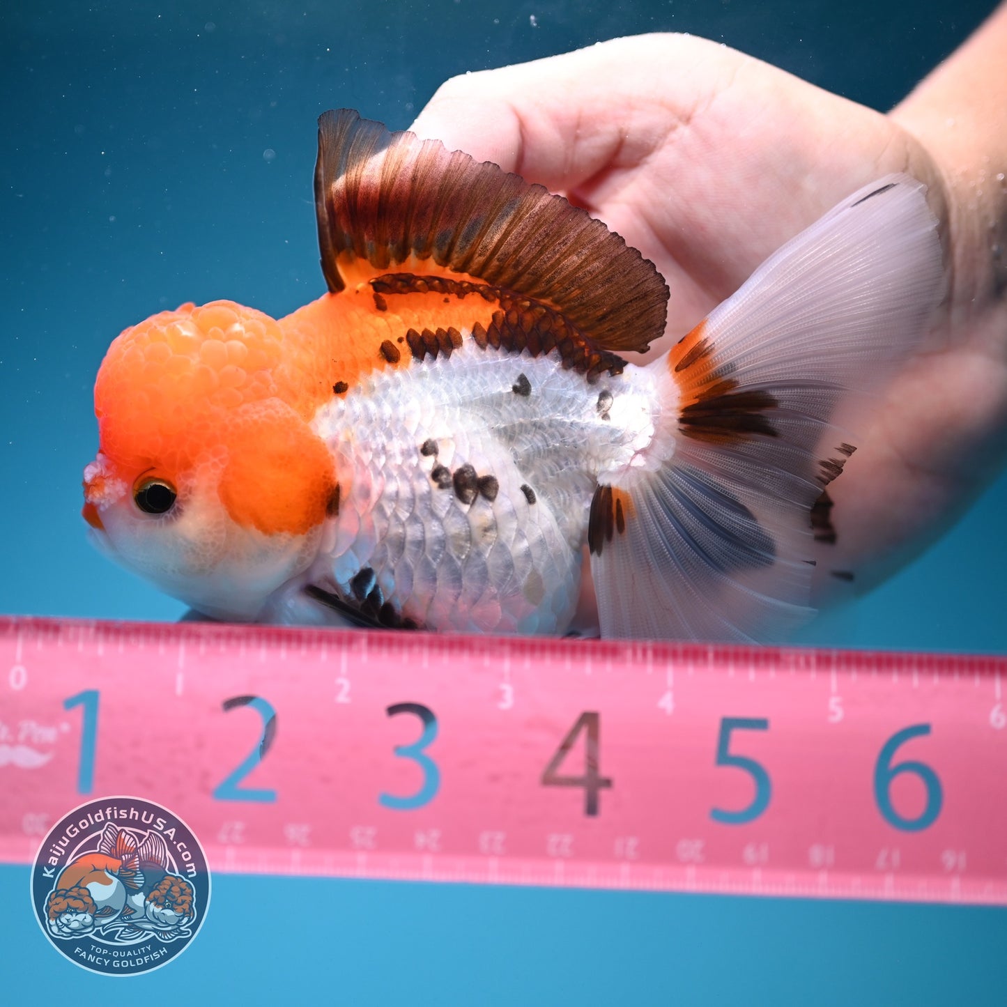Tricolor Rose Tail Oranda 4 inch Body (260828_OR12)