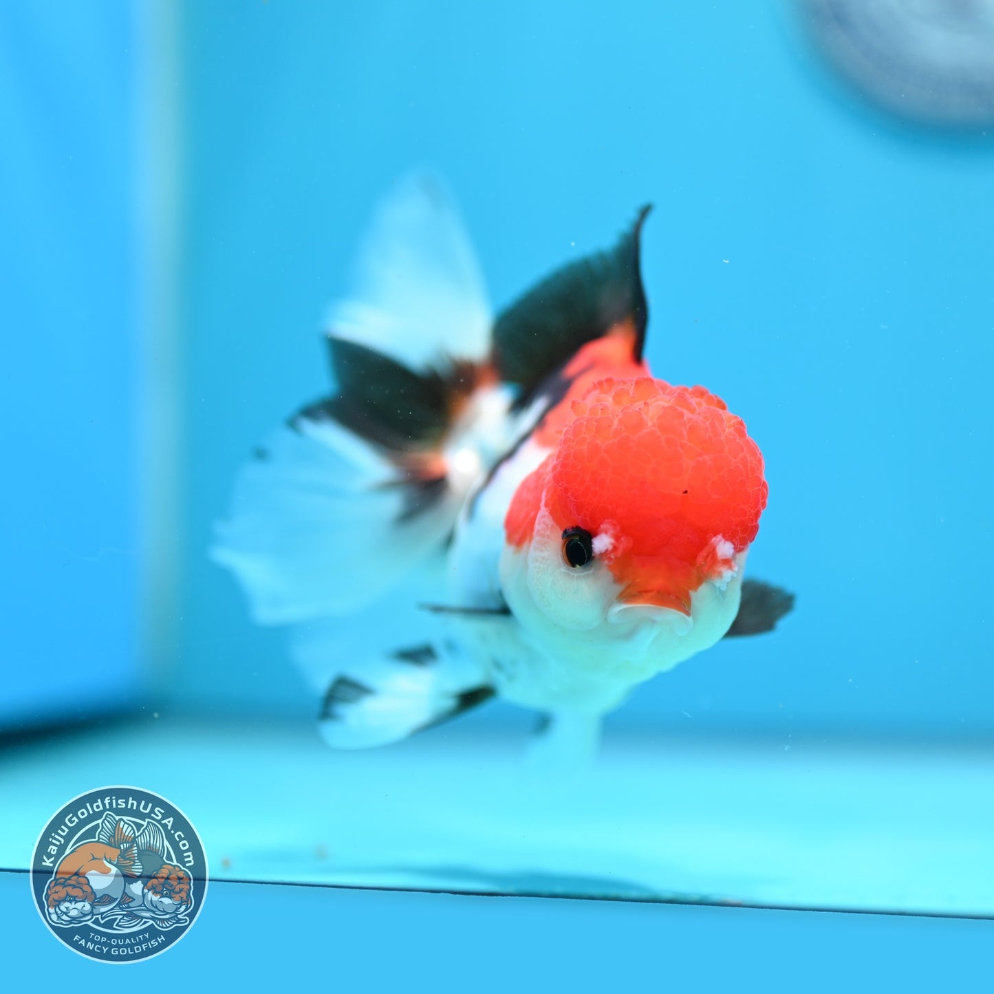 Tricolor Rose Tail Oranda 4 inch Body (260828_OR12)