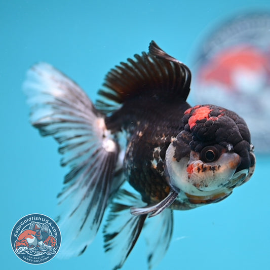 Tricolor Rosetail Oranda 3.5 inch Body (251219_OR02)