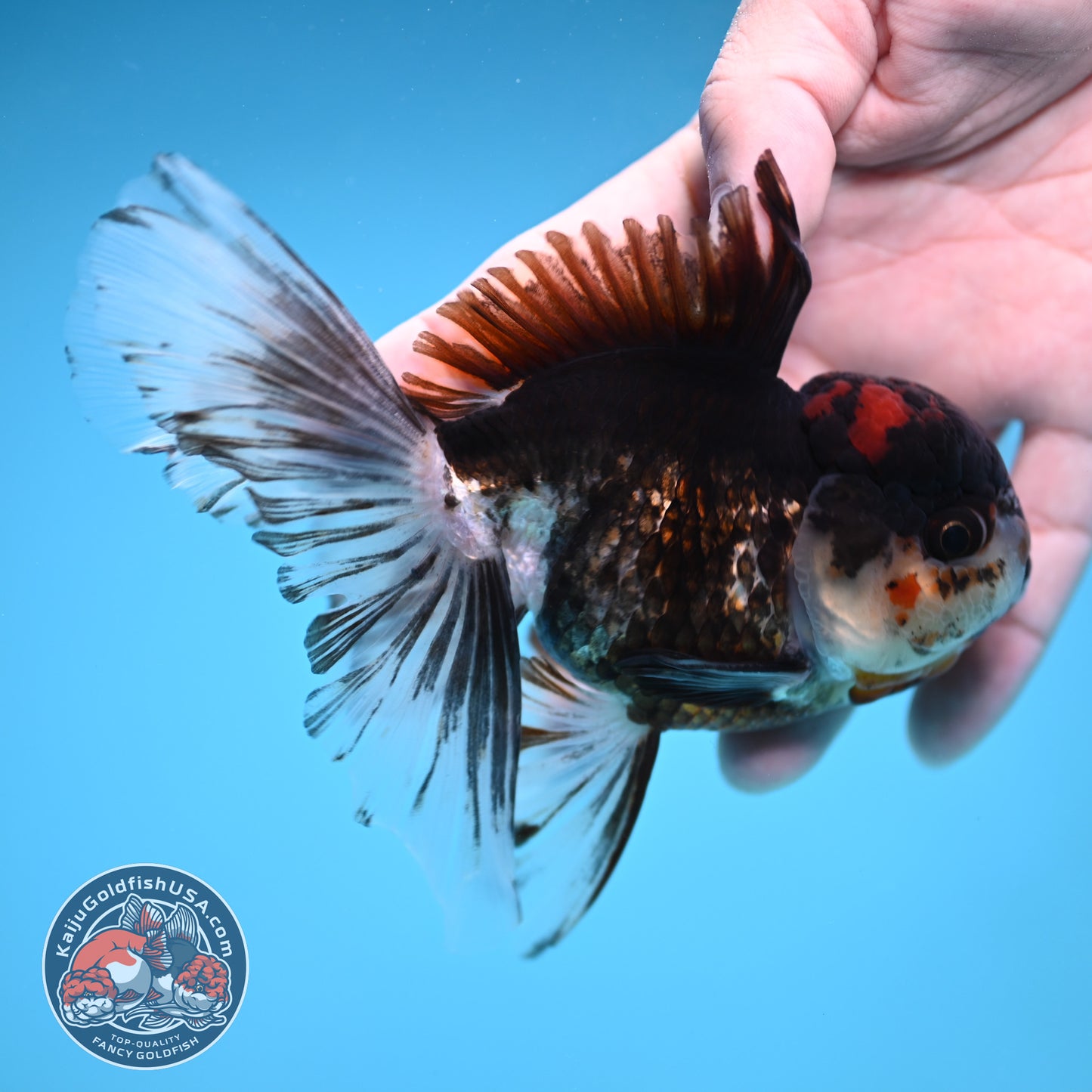 Tricolor Rosetail Oranda 3.5 inch Body (251219_OR02)