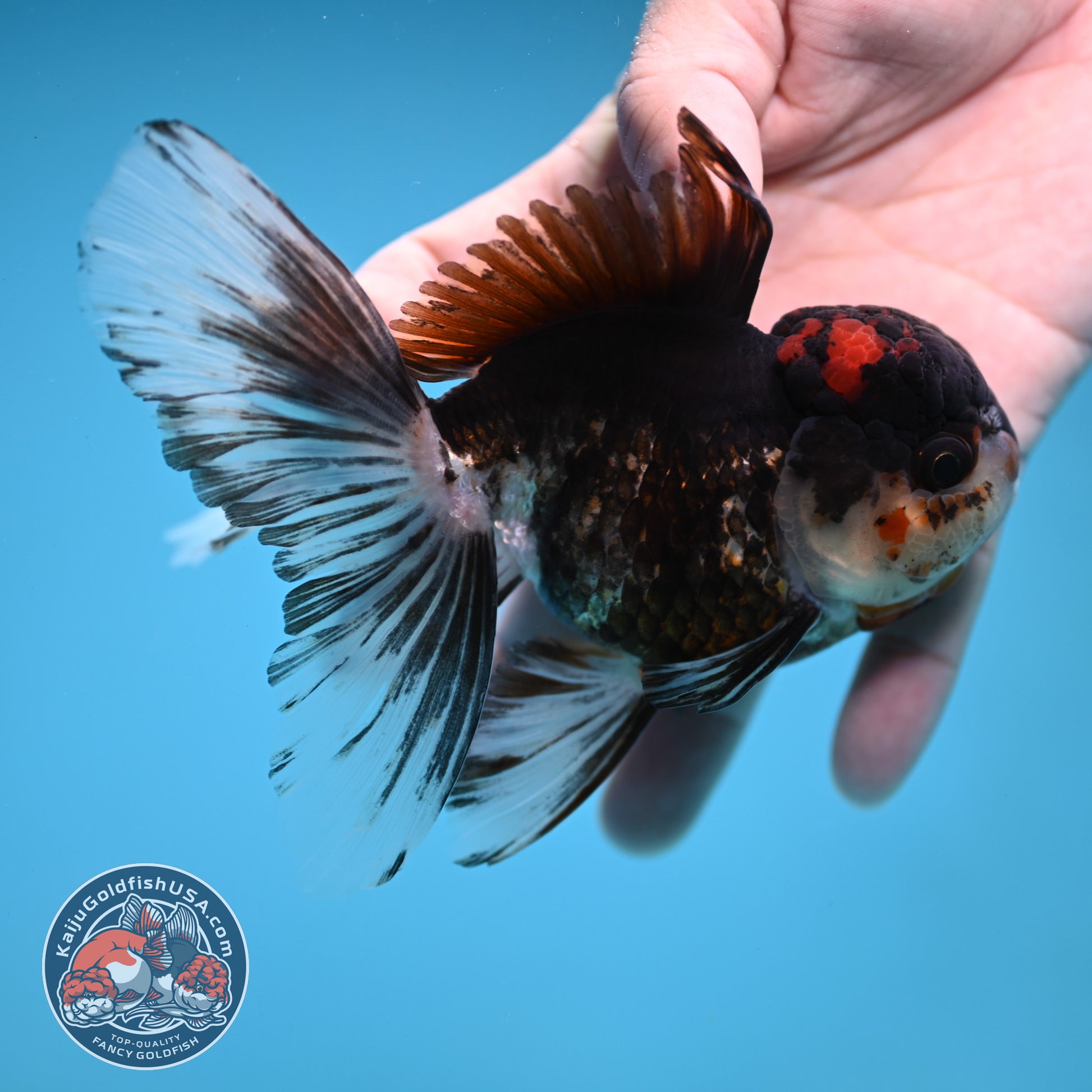 Tricolor Rosetail Oranda 3.5 inch Body (251219_OR02)