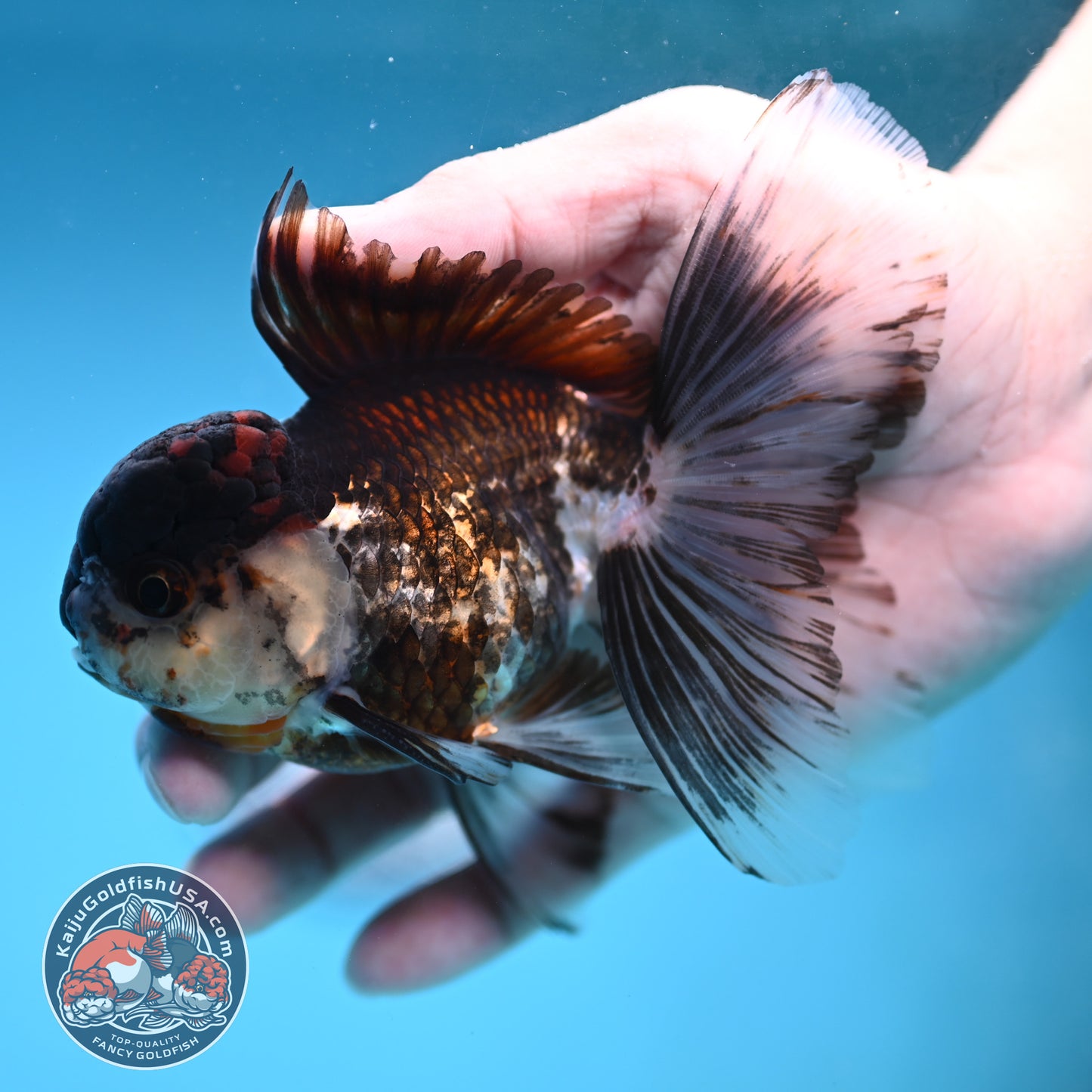 Tricolor Rosetail Oranda 3.5 inch Body (251219_OR02)