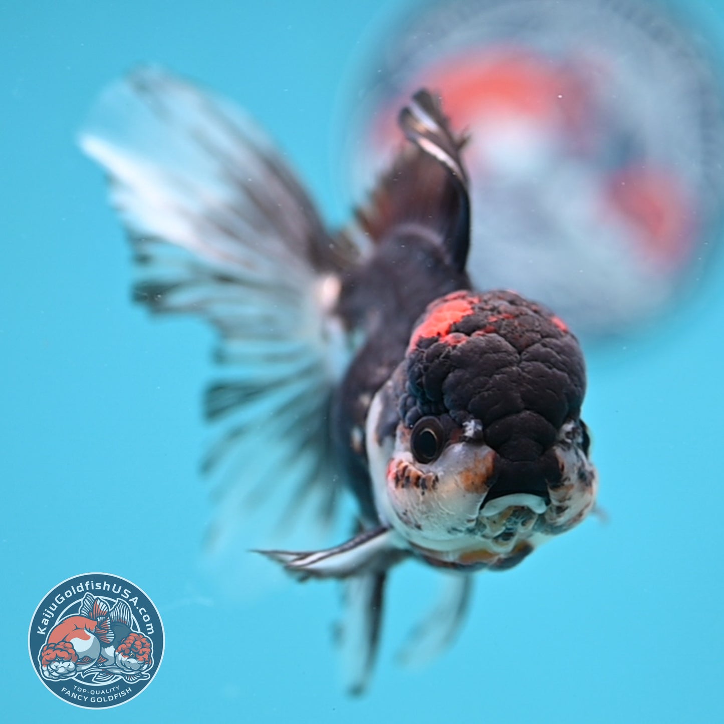 Tricolor Rosetail Oranda 3.5 inch Body (251219_OR02)