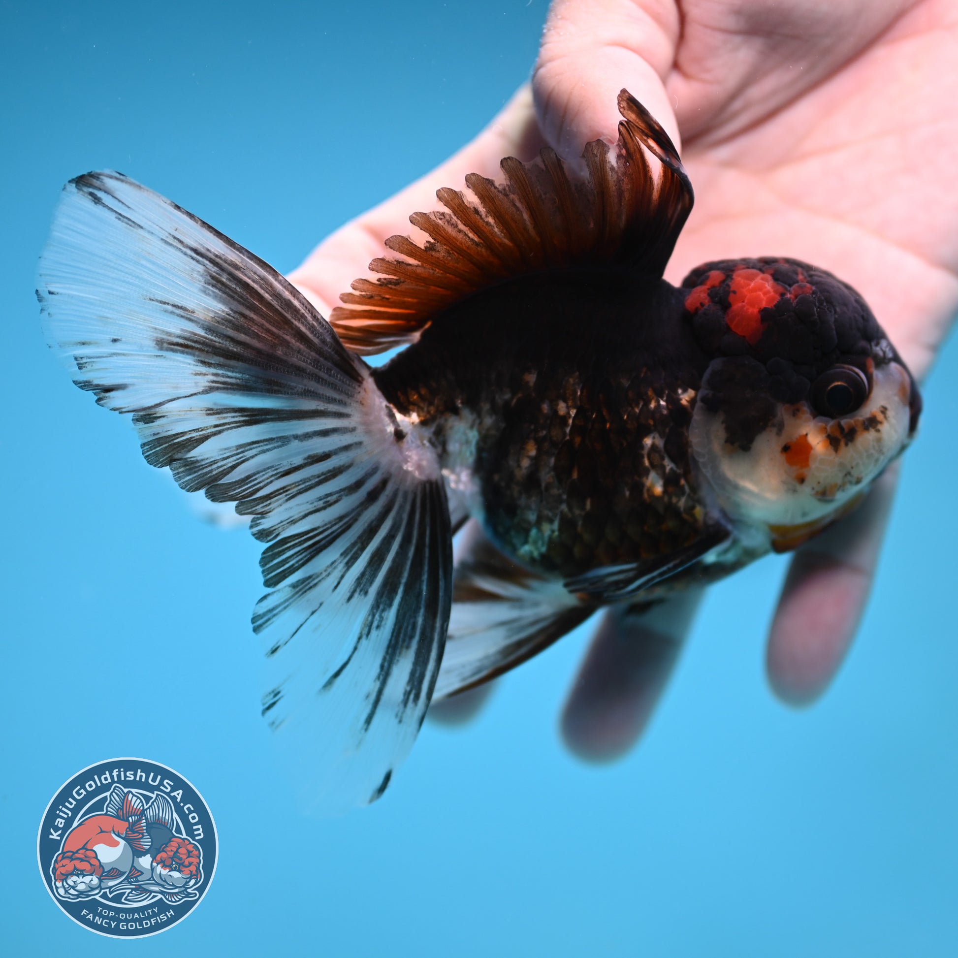 Tricolor Rosetail Oranda 3.5 inch Body (251219_OR02)