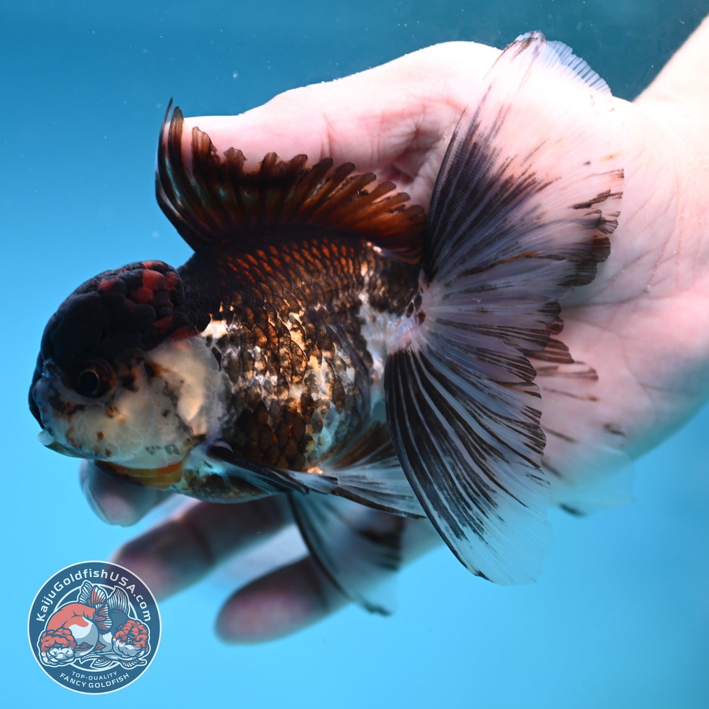 Tricolor Rosetail Oranda 3.5 inch Body (251219_OR02)