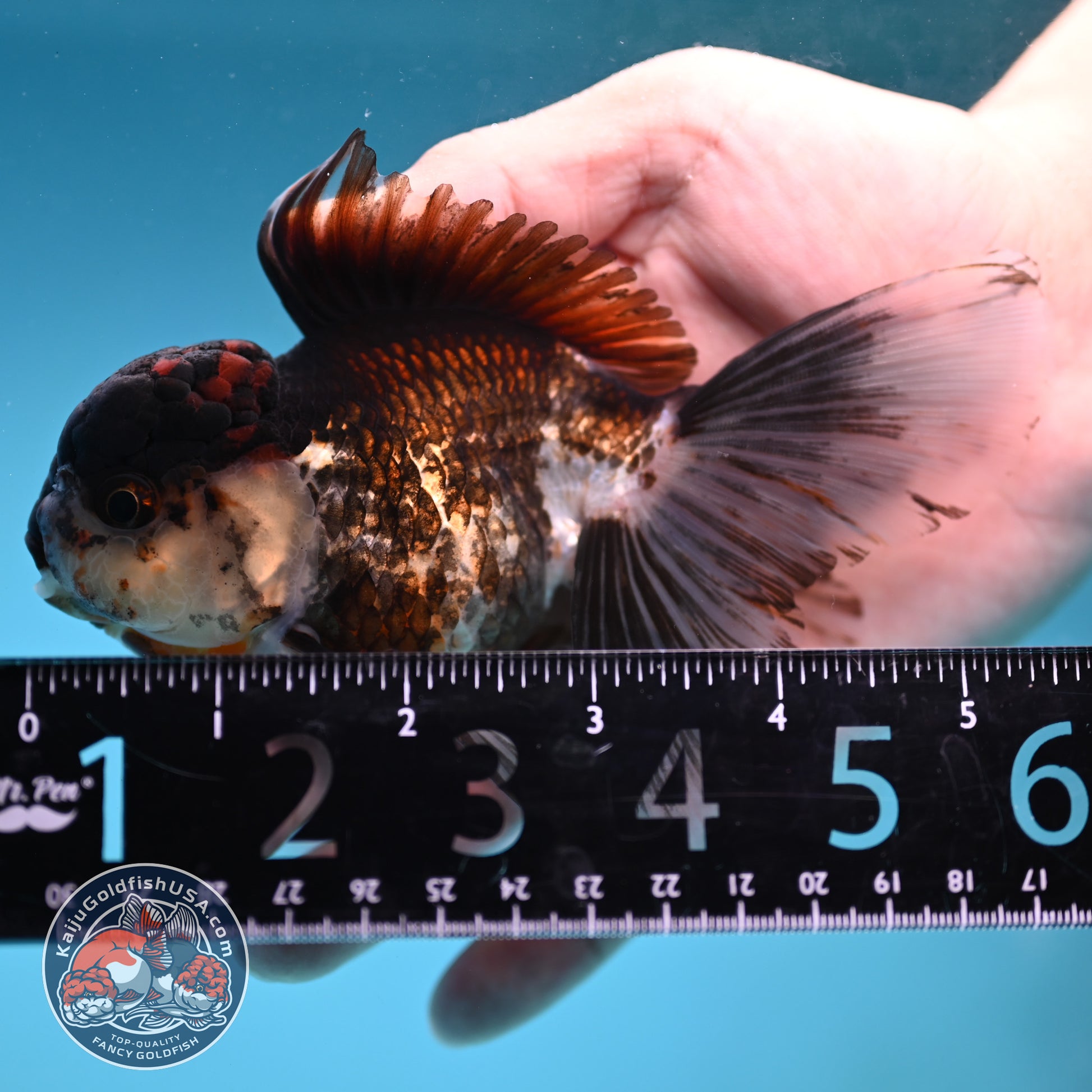 Tricolor Rosetail Oranda 3.5 inch Body (251219_OR02)