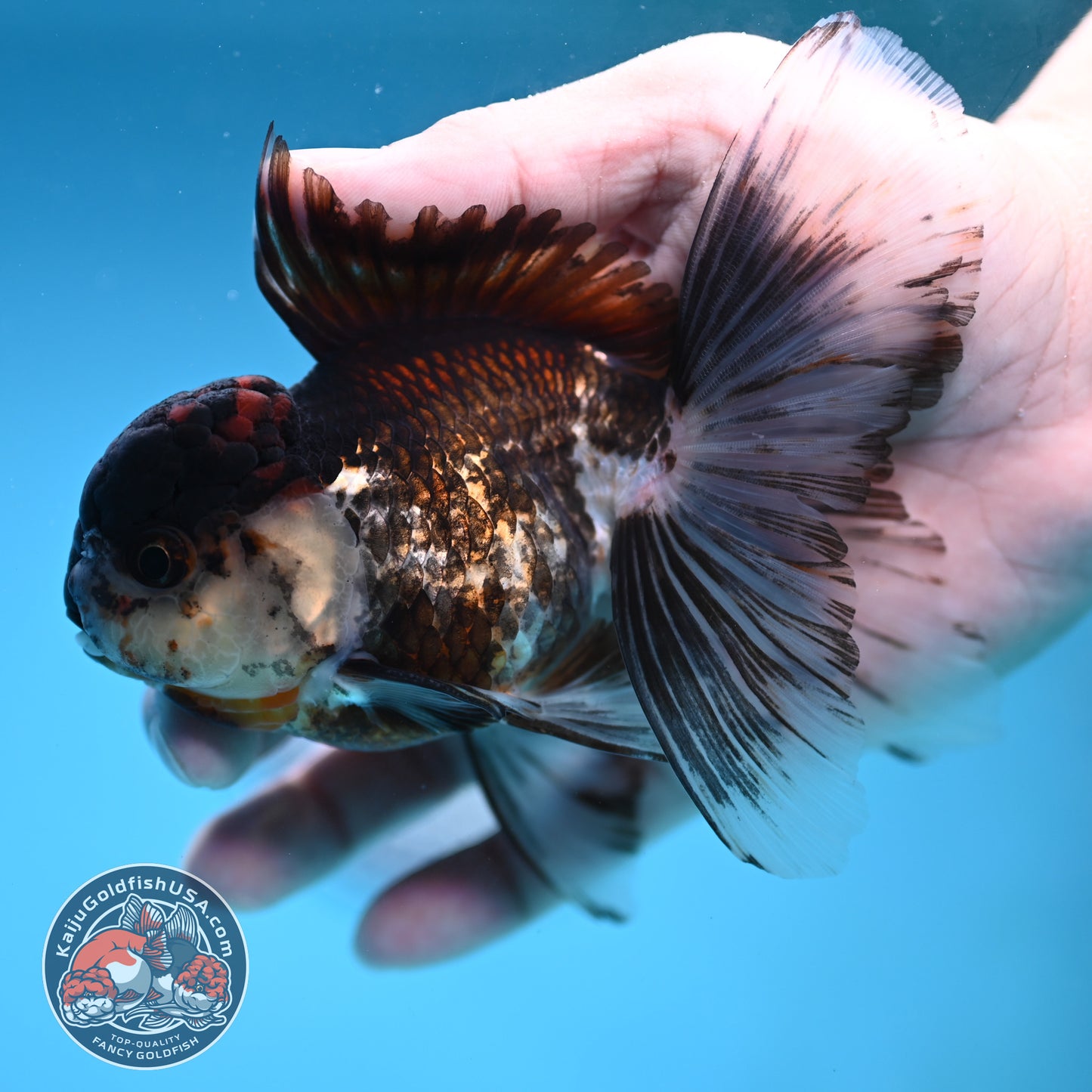 Tricolor Rosetail Oranda 3.5 inch Body (251219_OR02)