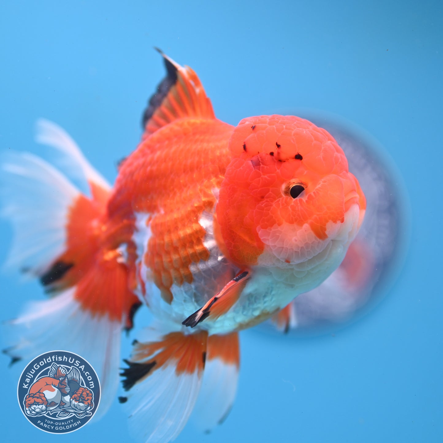 Tricolor Rosetail Oranda 4 inch Body (251031_OR20)