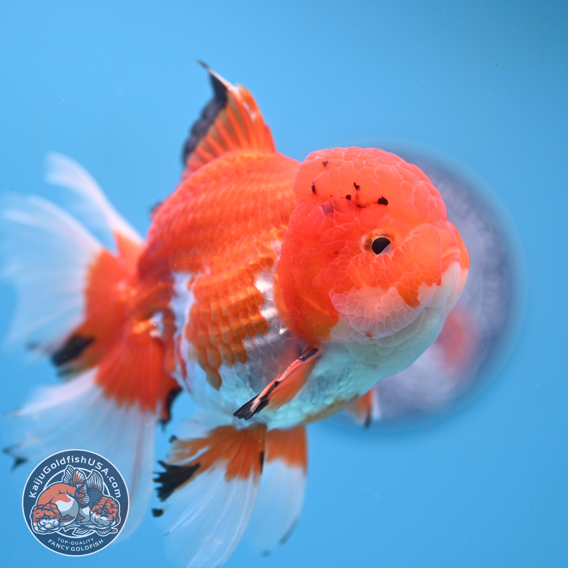 Tricolor Rosetail Oranda 4 inch Body (251031_OR20)
