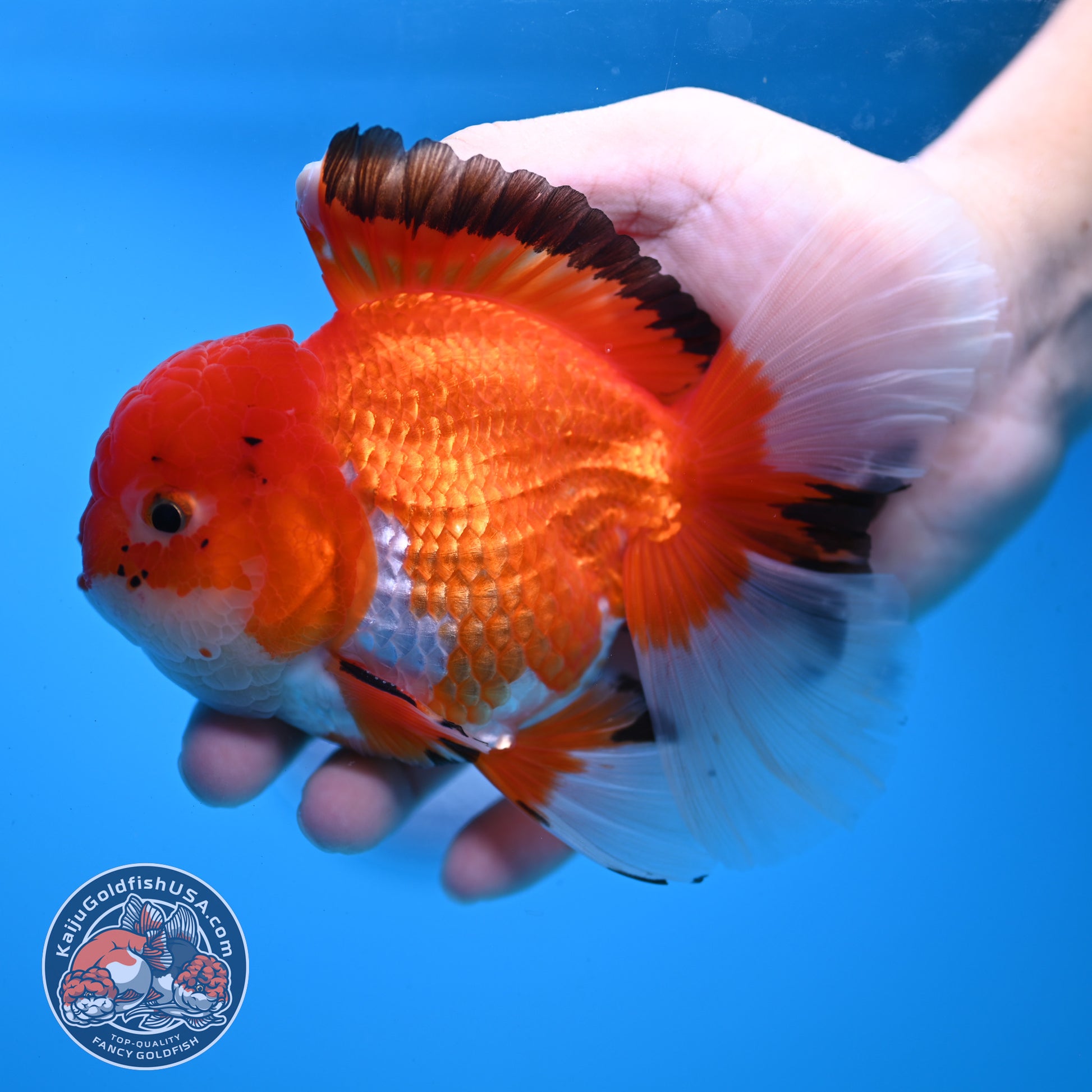 Tricolor Rosetail Oranda 4 inch Body (251031_OR20)