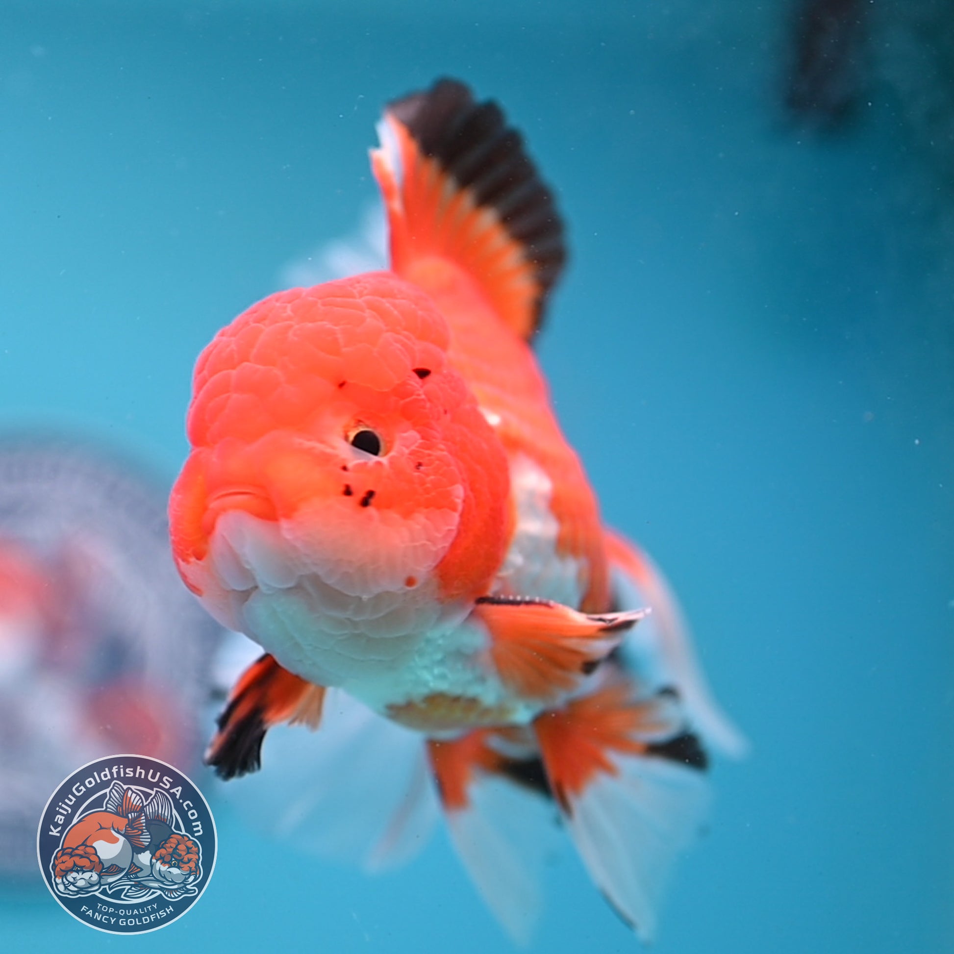 Tricolor Rosetail Oranda 4 inch Body (251031_OR20)