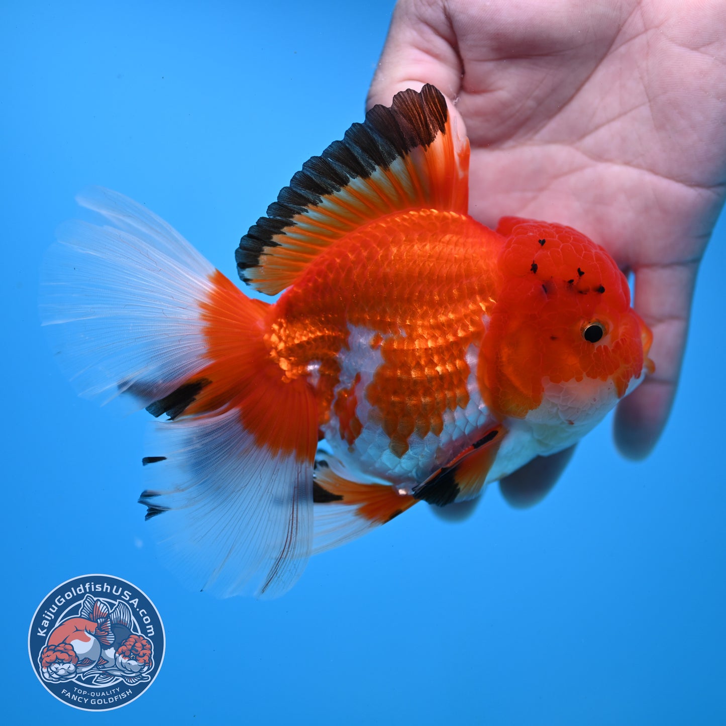 Tricolor Rosetail Oranda 4 inch Body (251031_OR20)