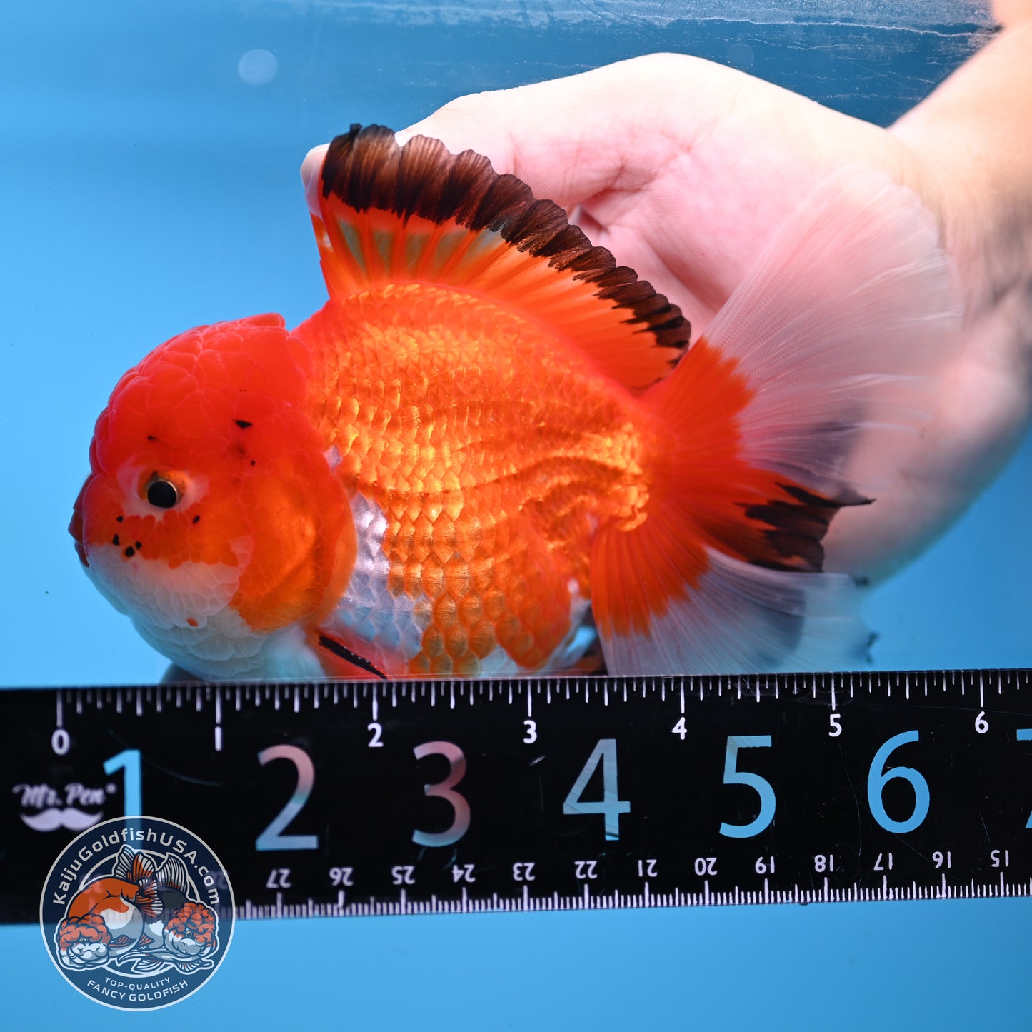Tricolor Rosetail Oranda 4 inch Body (251031_OR20)