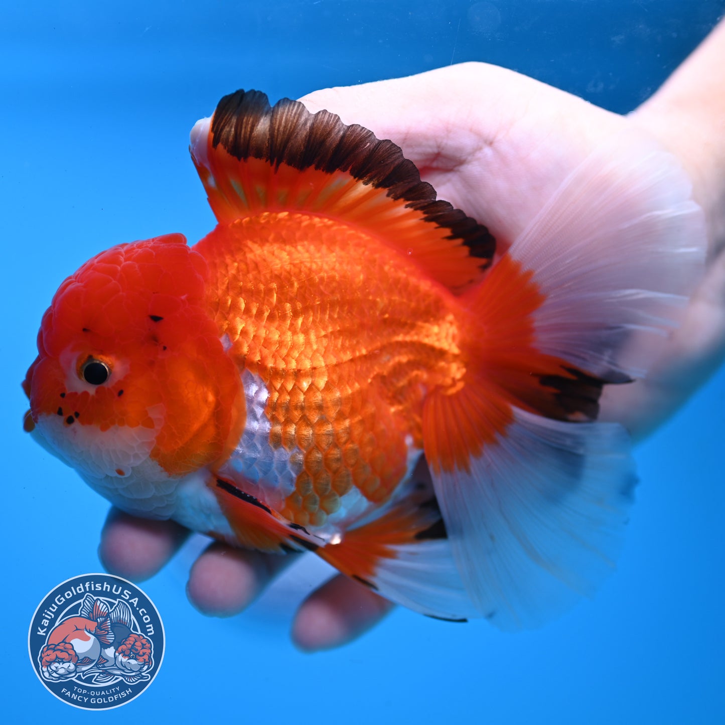 Tricolor Rosetail Oranda 4 inch Body (251031_OR20)