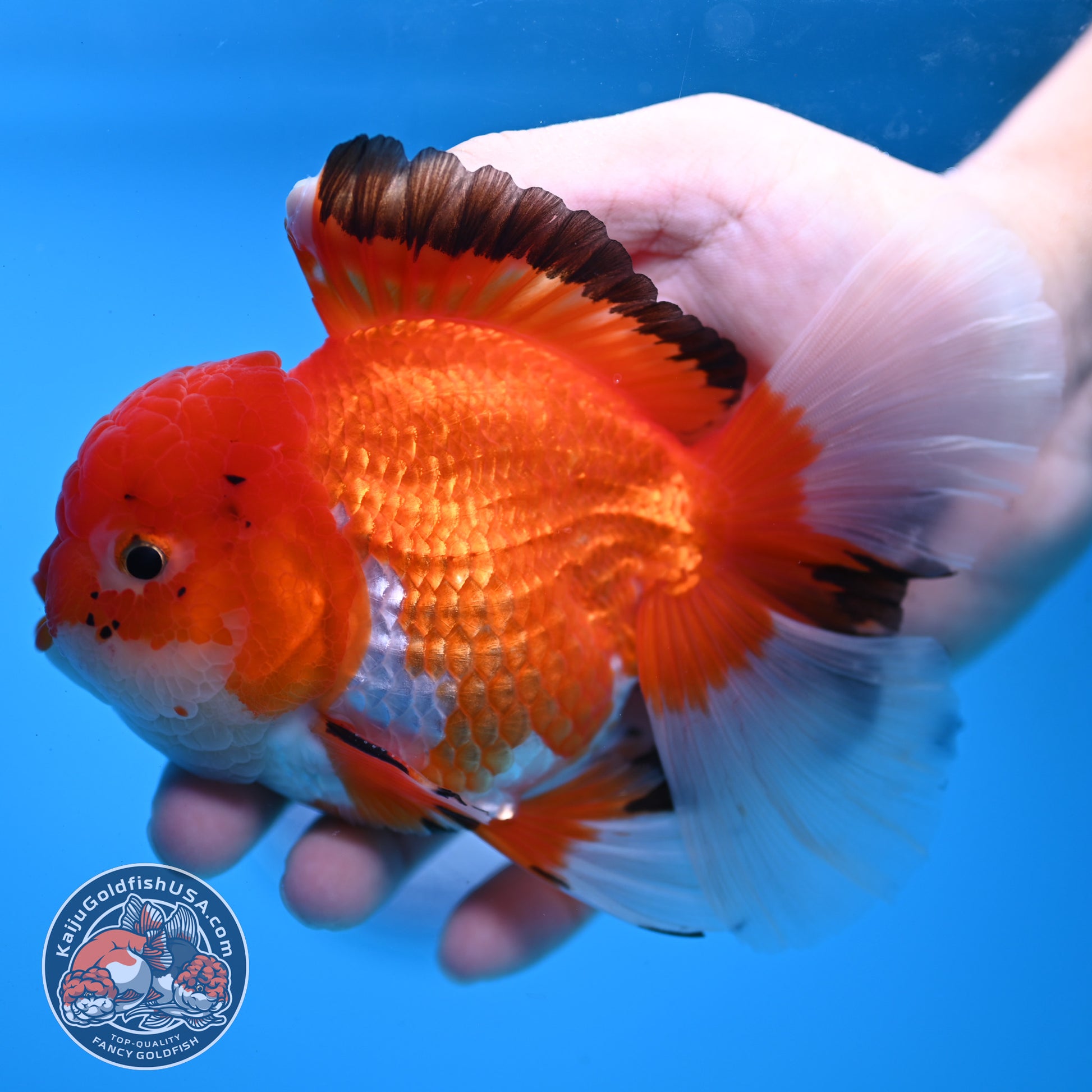 Tricolor Rosetail Oranda 4 inch Body (251031_OR20)