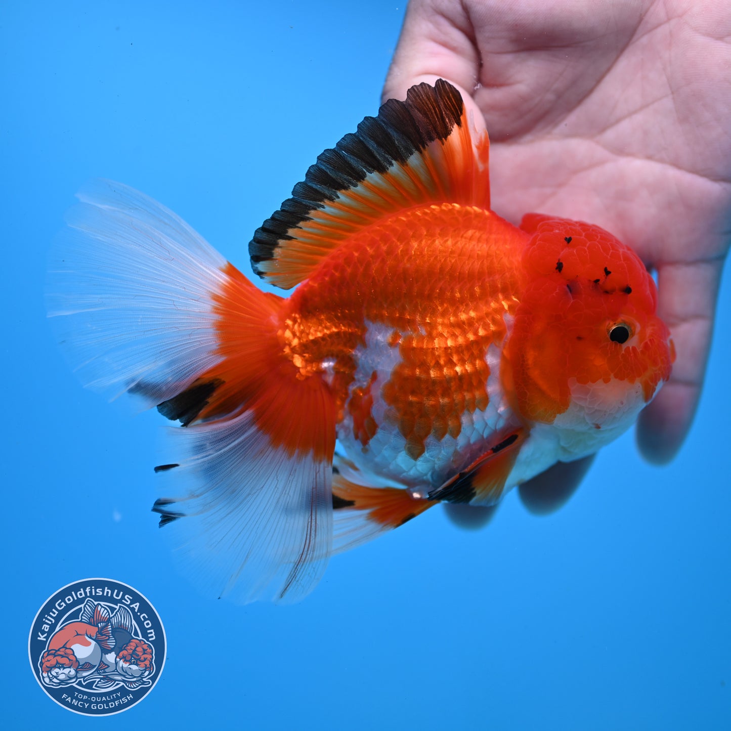 Tricolor Rosetail Oranda 4 inch Body (251031_OR20)