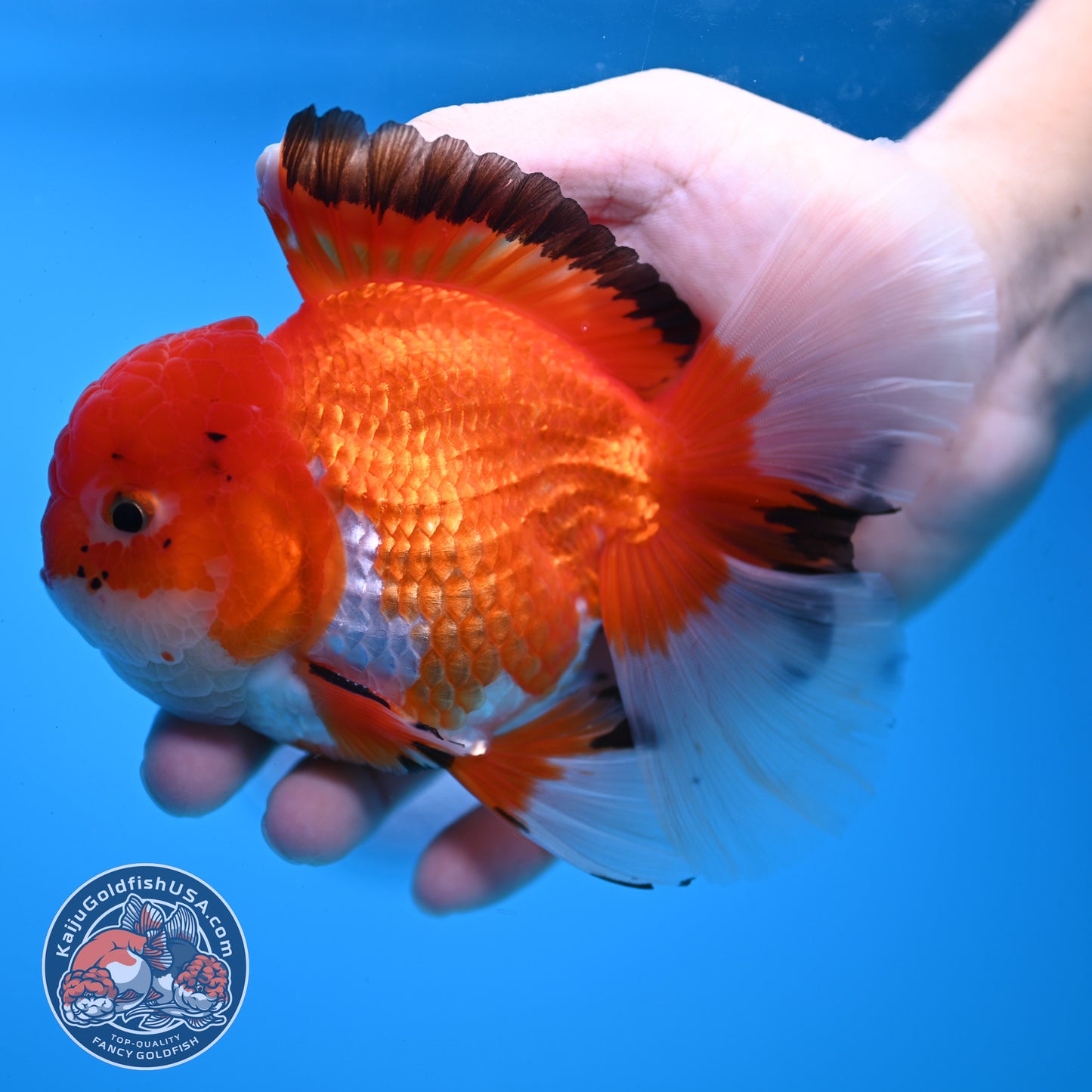 Tricolor Rosetail Oranda 4 inch Body (251031_OR20)