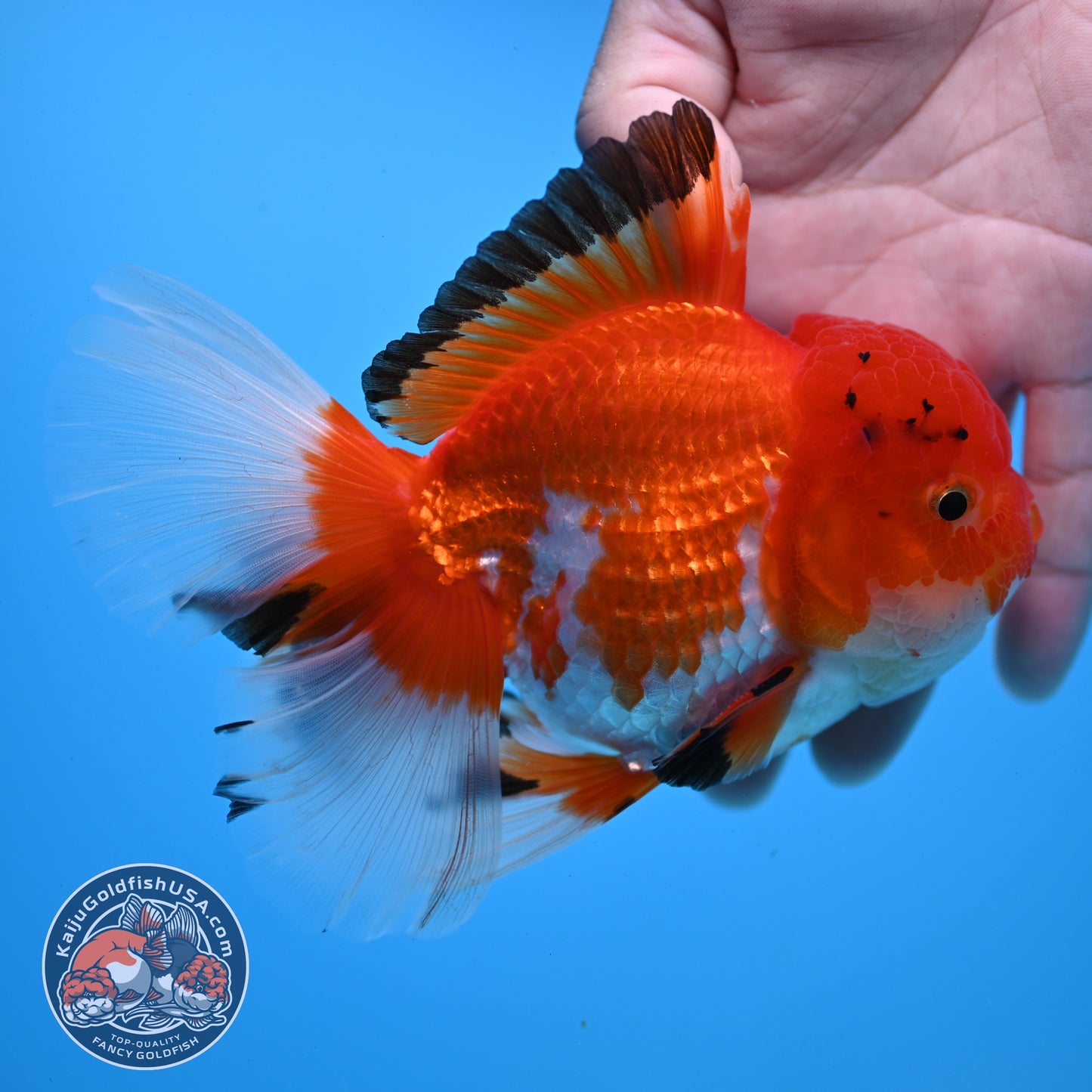 Tricolor Rosetail Oranda 4 inch Body (251031_OR20)