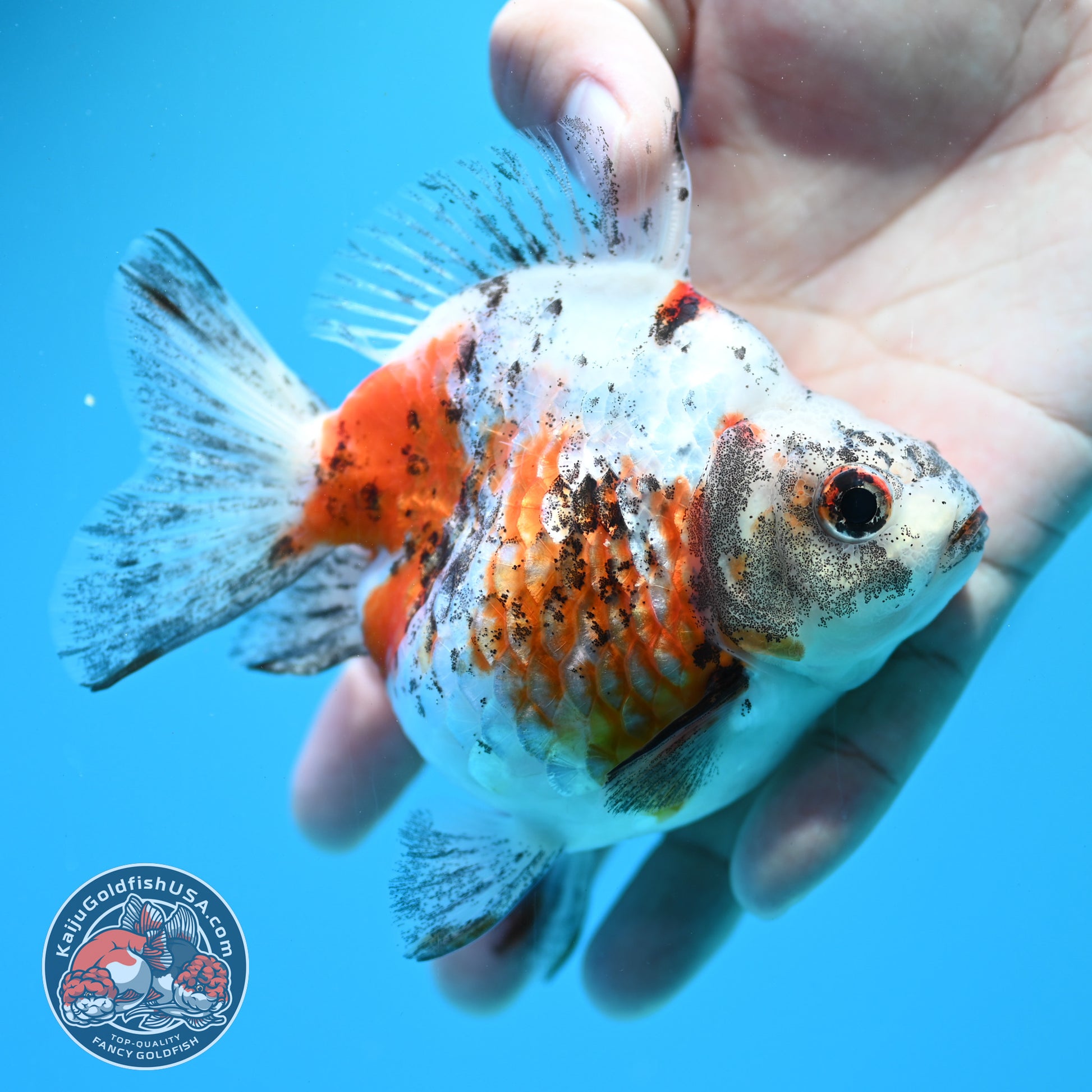 Tricolor Ryukin 3.5 inch Body (260313_RY02)