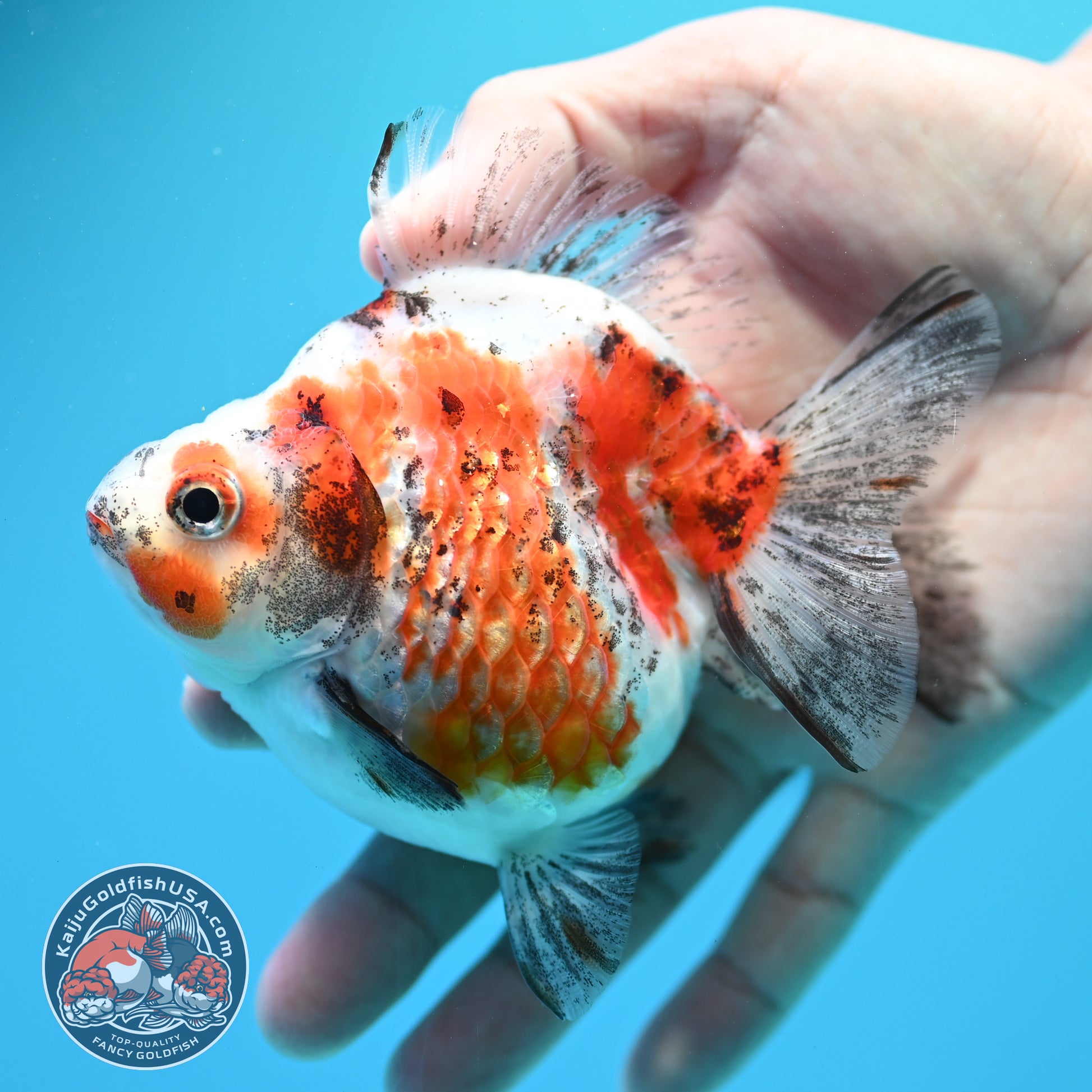 Tricolor Ryukin 3.5 inch Body (260313_RY02)