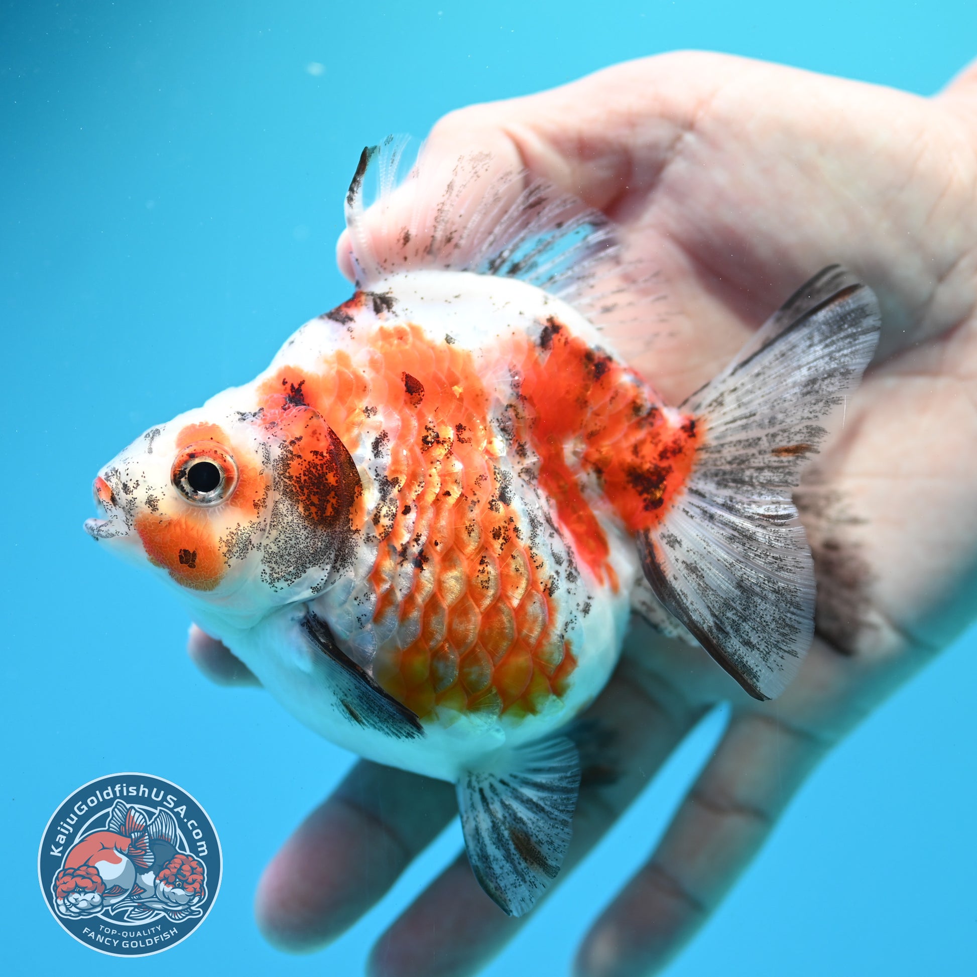Tricolor Ryukin 3.5 inch Body (260313_RY02)
