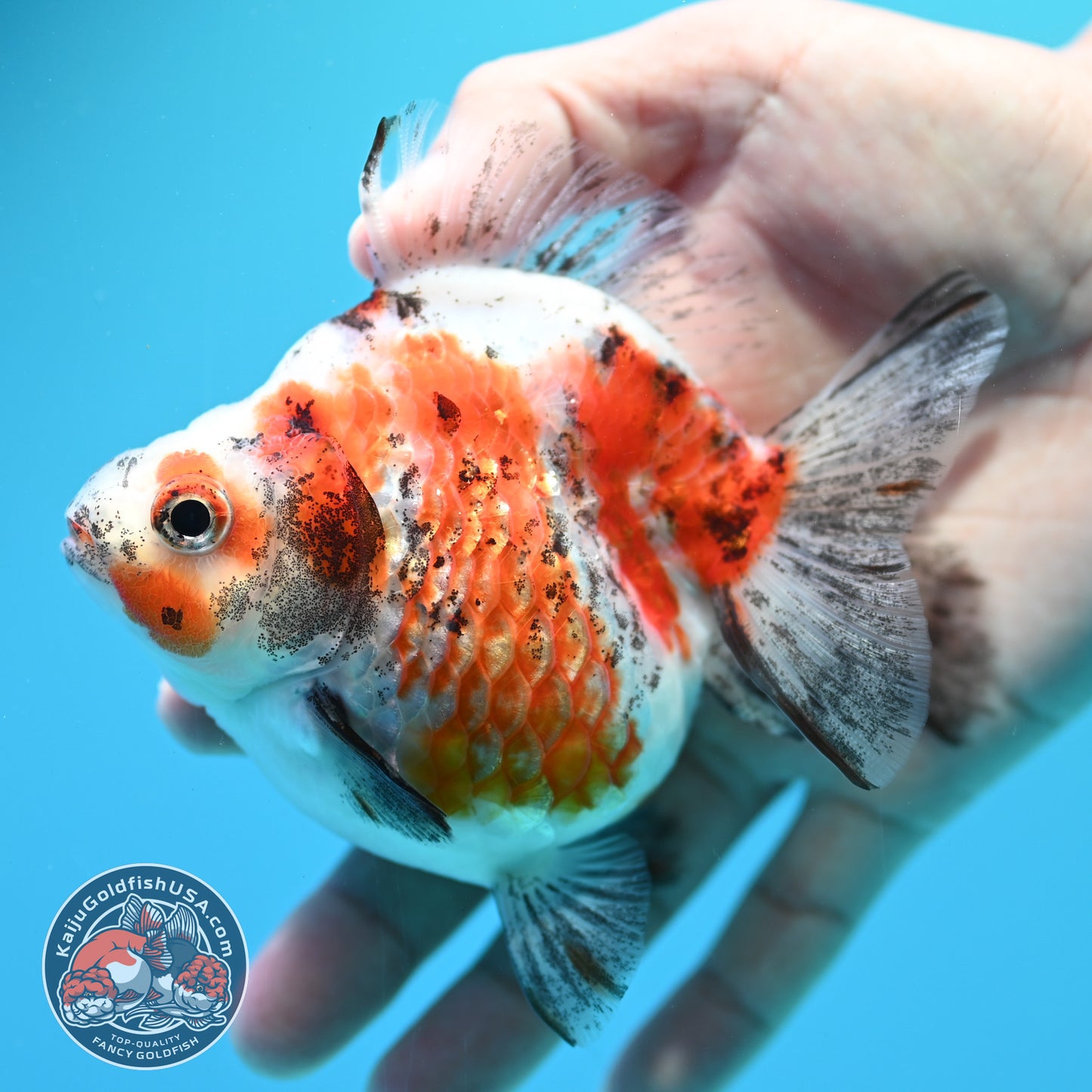 Tricolor Ryukin 3.5 inch Body (260313_RY02)