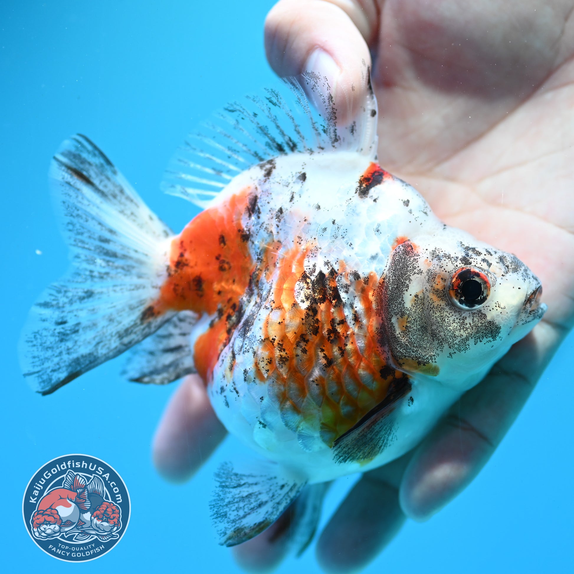 Tricolor Ryukin 3.5 inch Body (260313_RY02)
