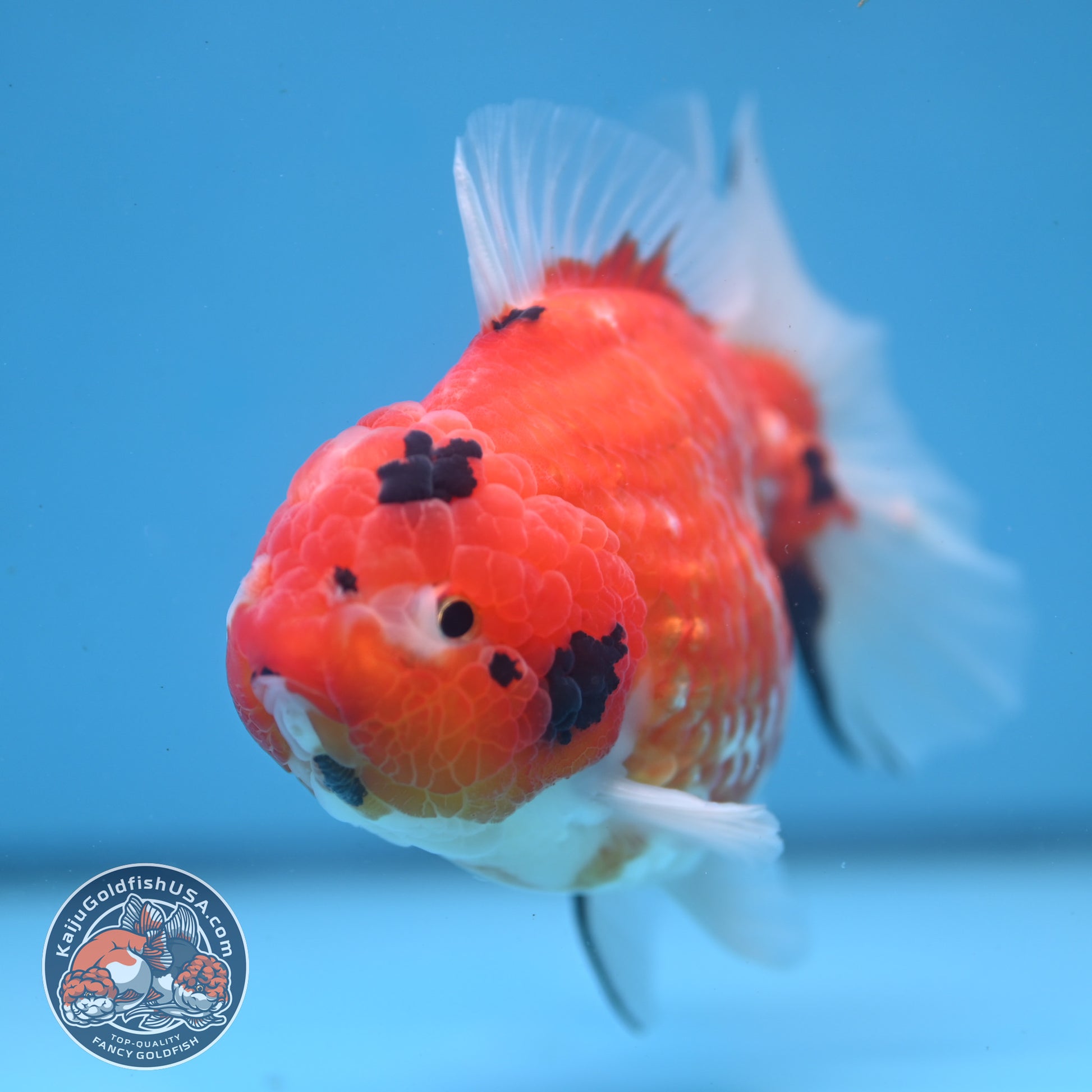 Tricolor Sakira Oranda 4 inch Body (251107_OR03)