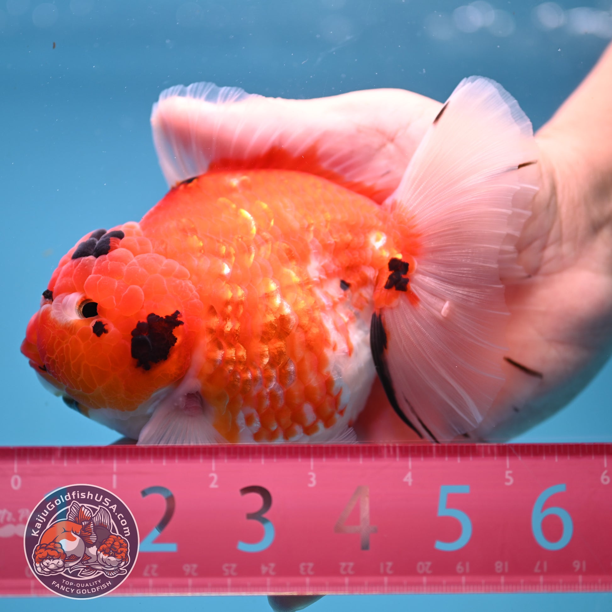 Tricolor Sakira Oranda 4 inch Body (251107_OR03)