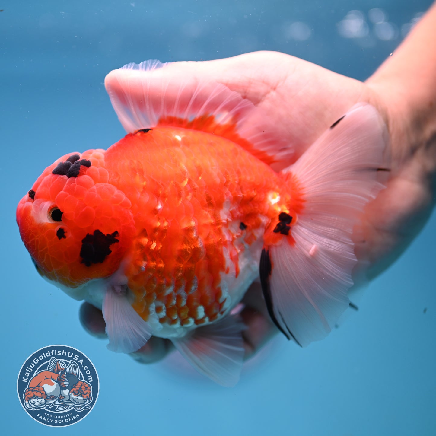 Tricolor Sakira Oranda 4 inch Body (251107_OR03)