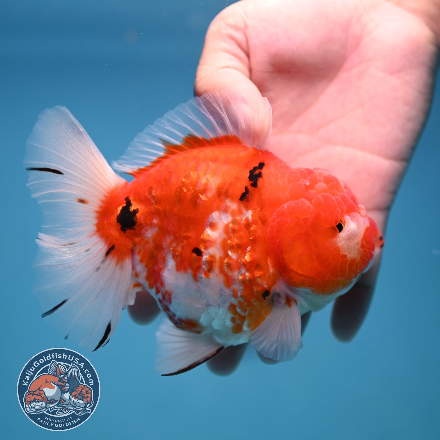 Tricolor Sakira Oranda 4 inch Body (251107_OR03)