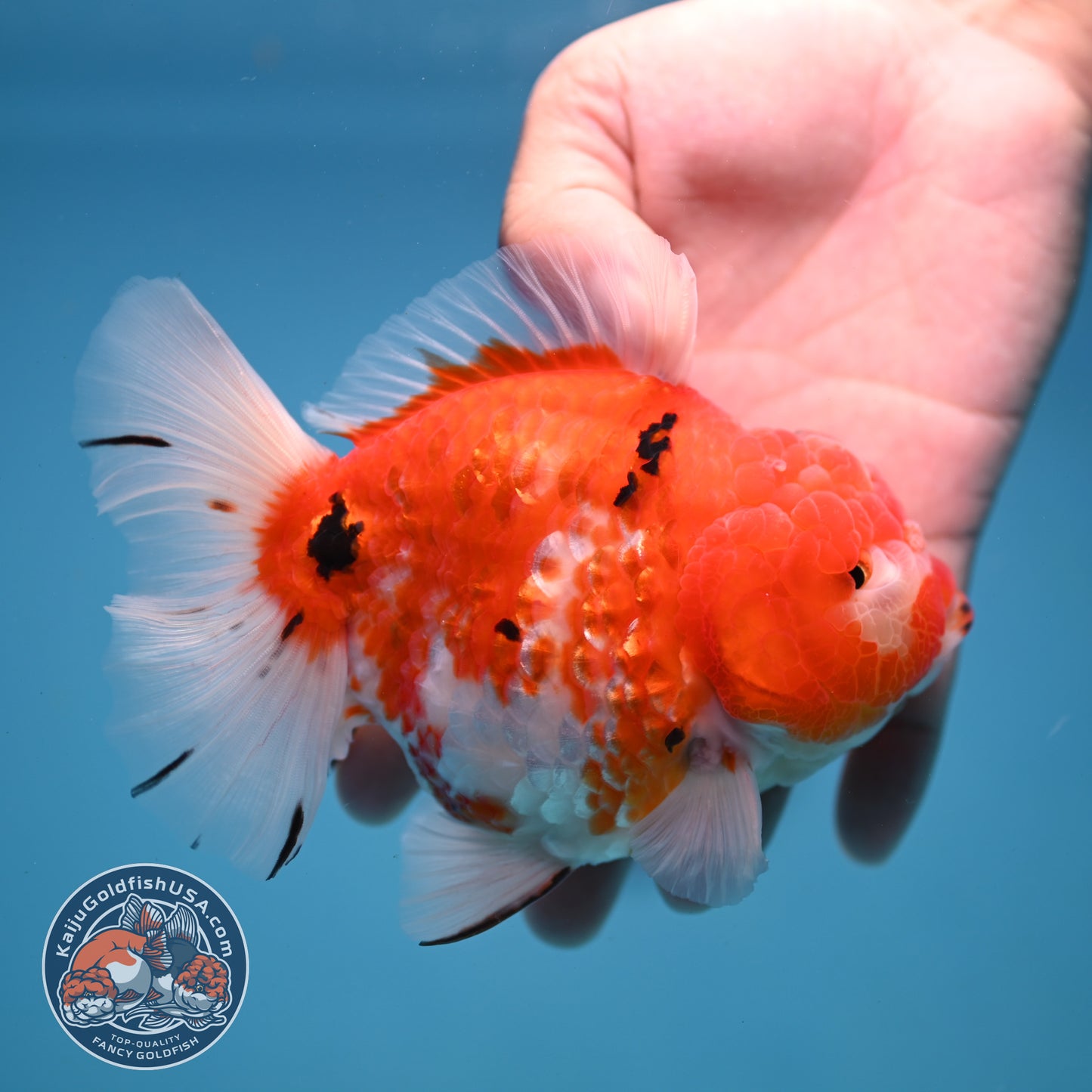 Tricolor Sakira Oranda 4 inch Body (251107_OR03)