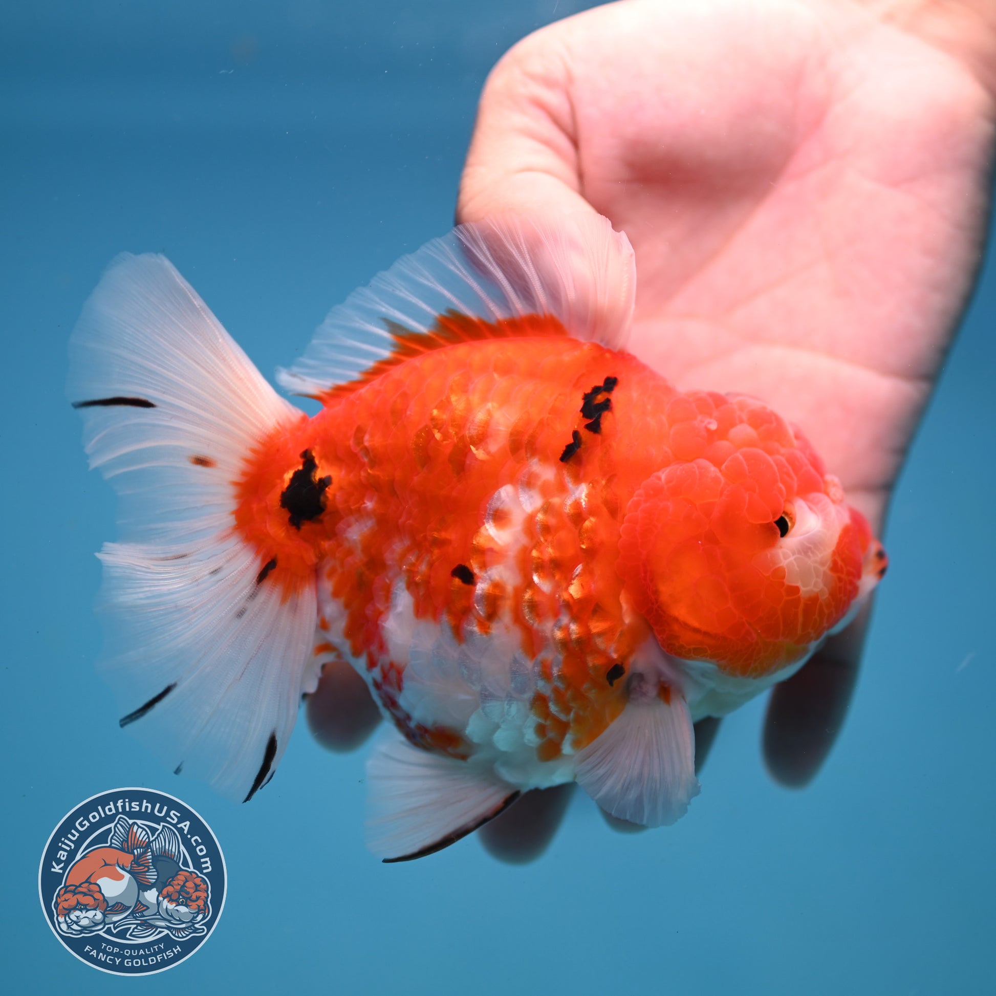 Tricolor Sakira Oranda 4 inch Body (251107_OR03)