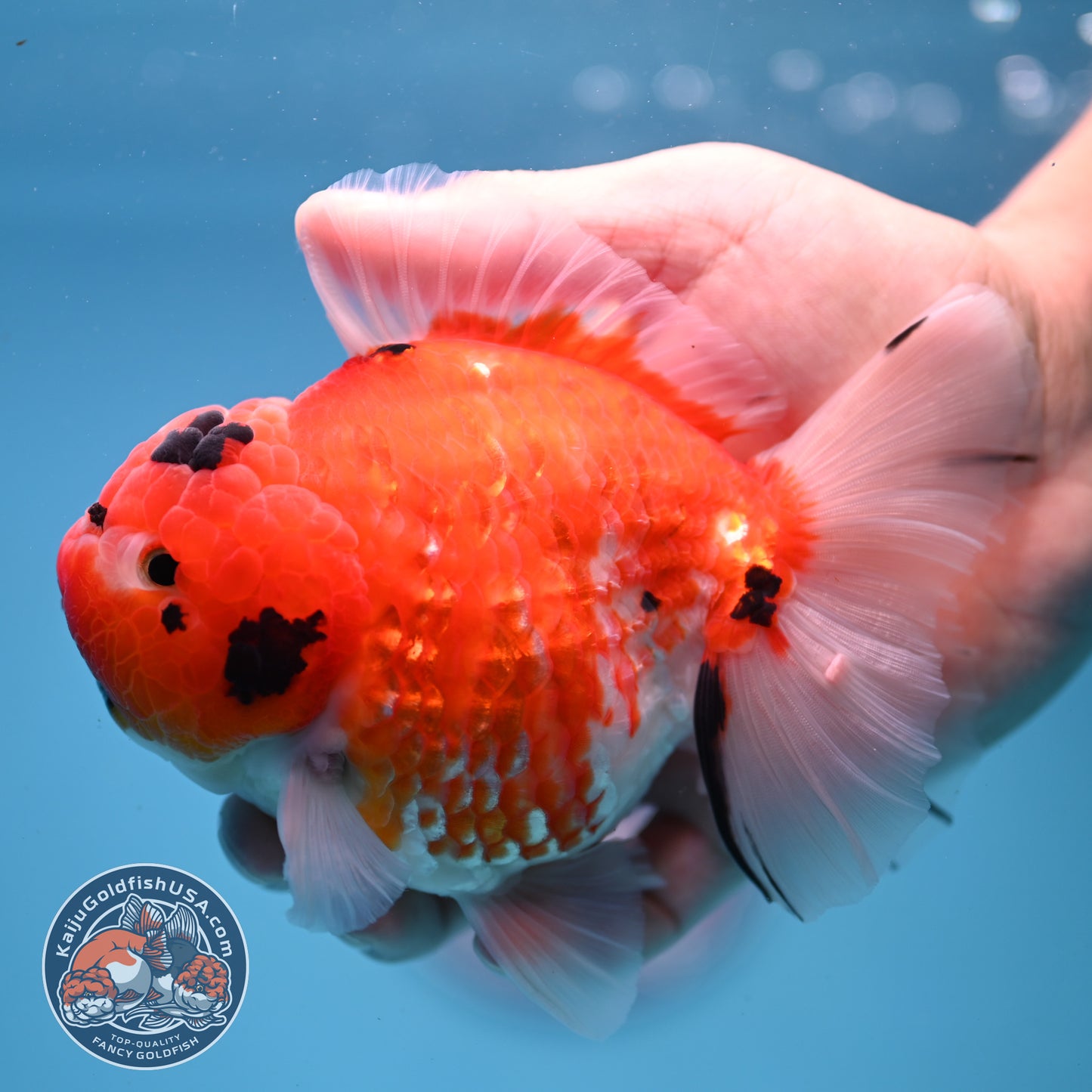 Tricolor Sakira Oranda 4 inch Body (251107_OR03)