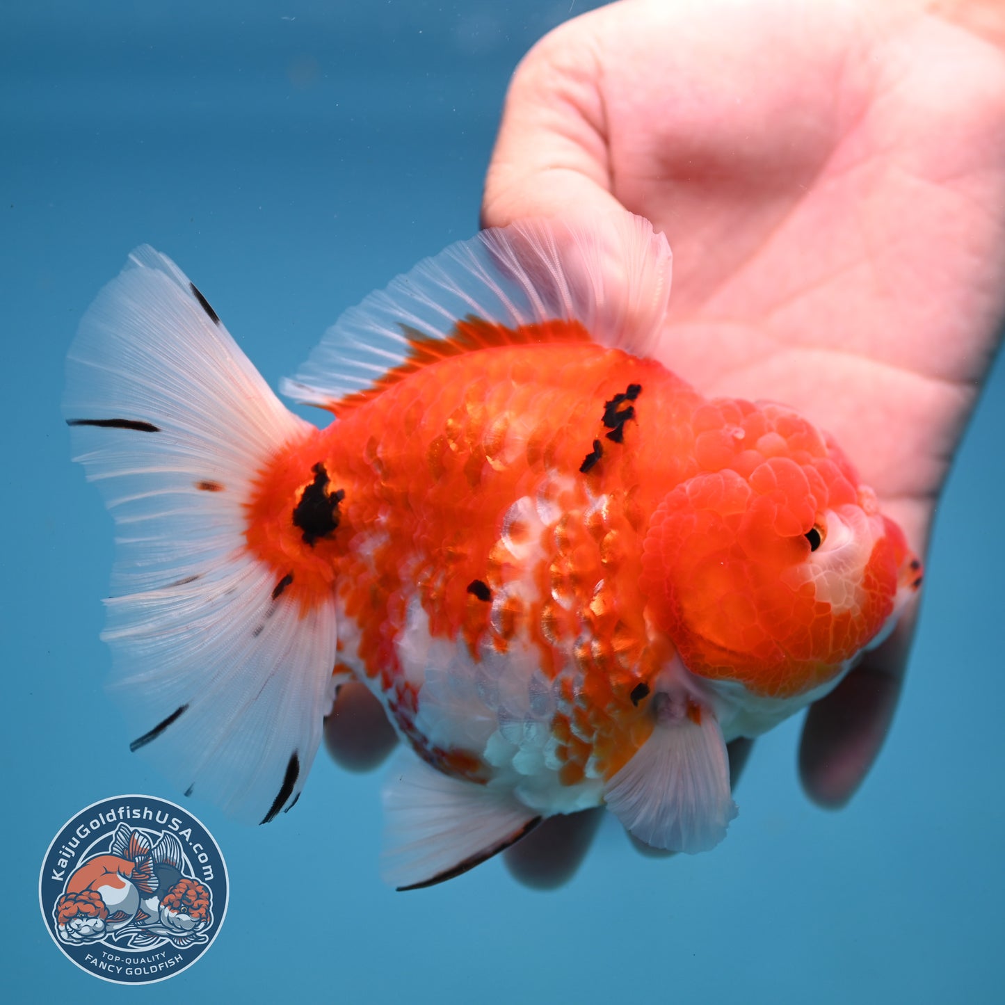 Tricolor Sakira Oranda 4 inch Body (251107_OR03)