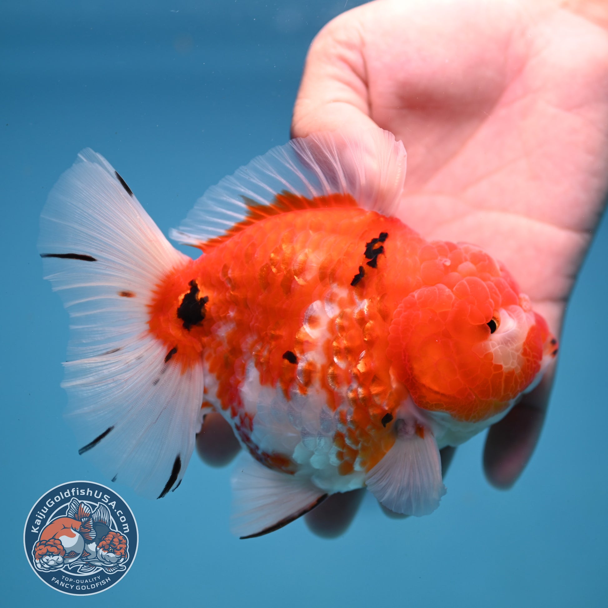 Tricolor Sakira Oranda 4 inch Body (251107_OR03)