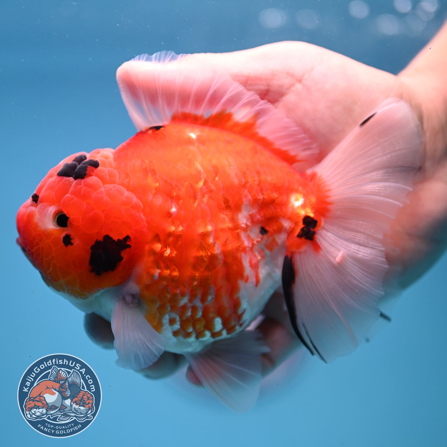 Tricolor Sakira Oranda 4 inch Body (251107_OR03)