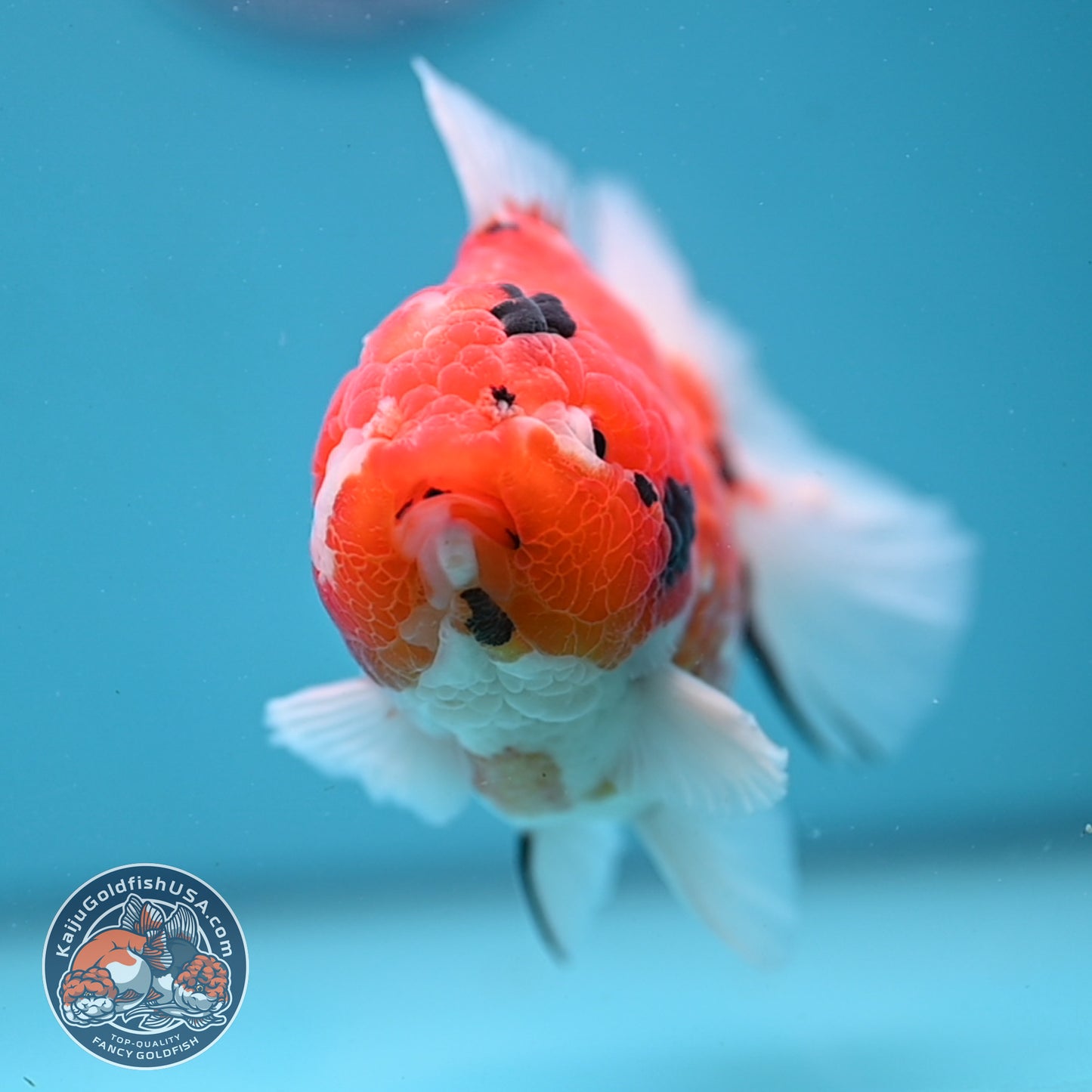 Tricolor Sakira Oranda 4 inch Body (251107_OR03)