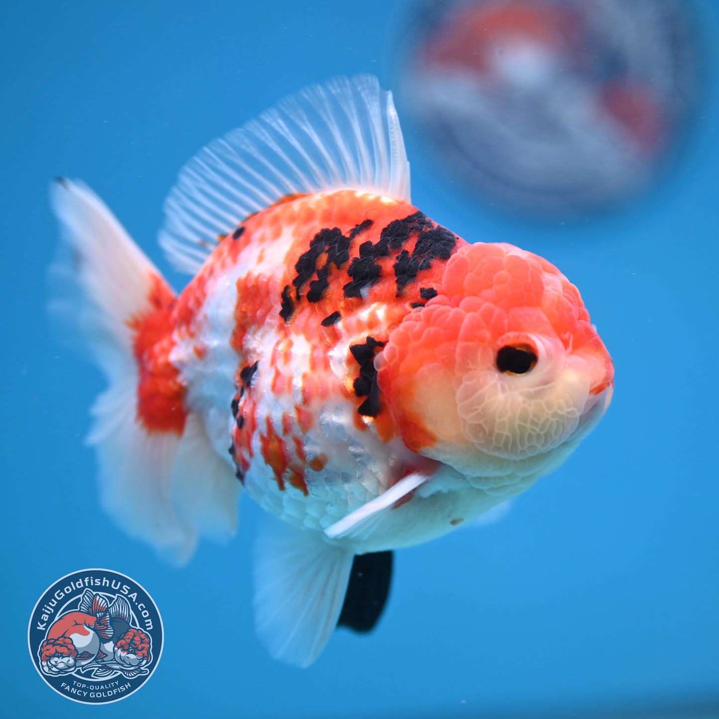 Tricolor Sakura Broad Tail Oranda 4 inch Body (251121_OR08)