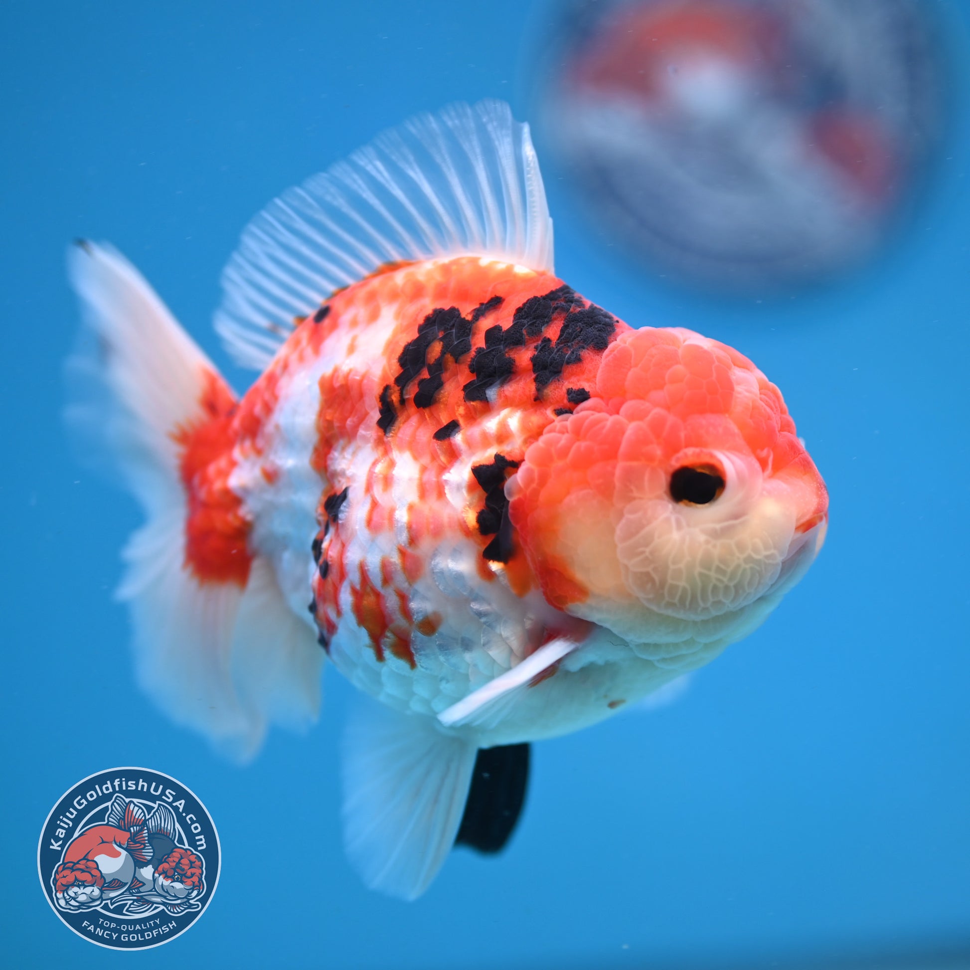 Tricolor Sakura Broad Tail Oranda 4 inch Body (251121_OR08)