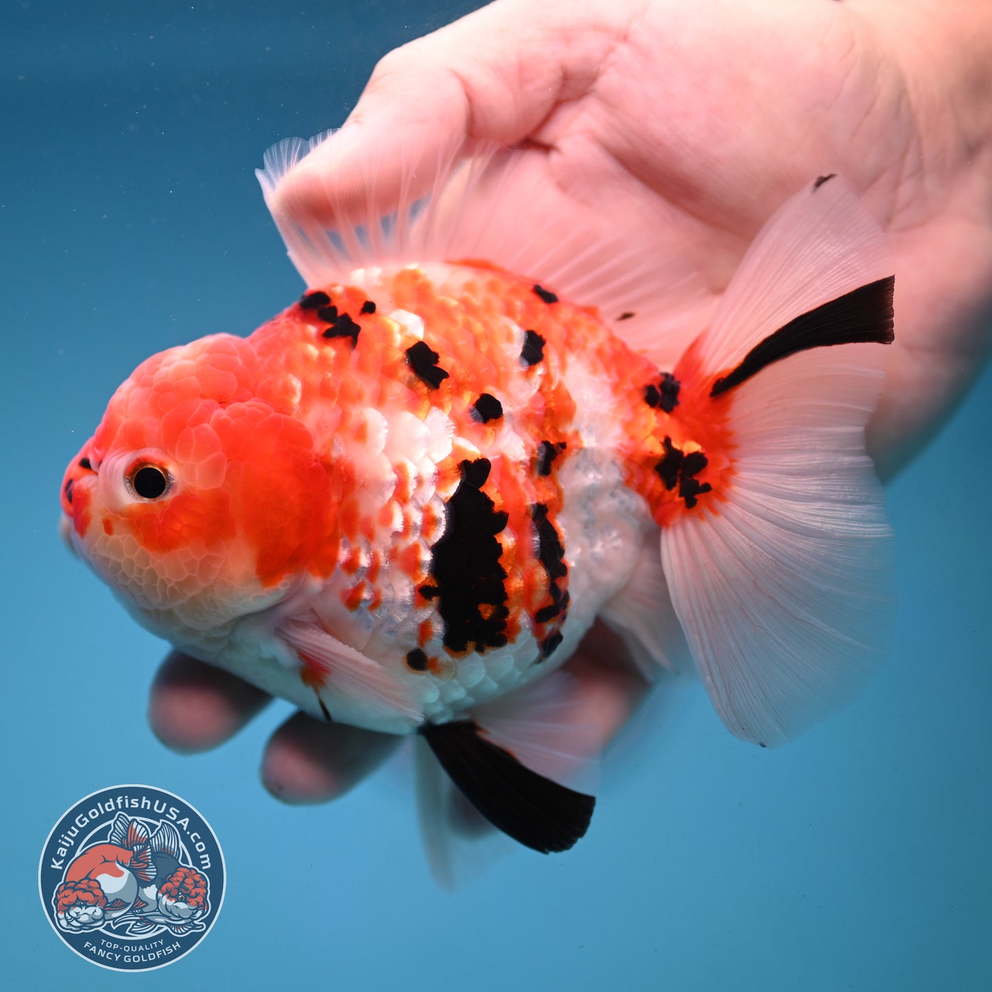 Tricolor Sakura Broad Tail Oranda 4 inch Body (251121_OR08)