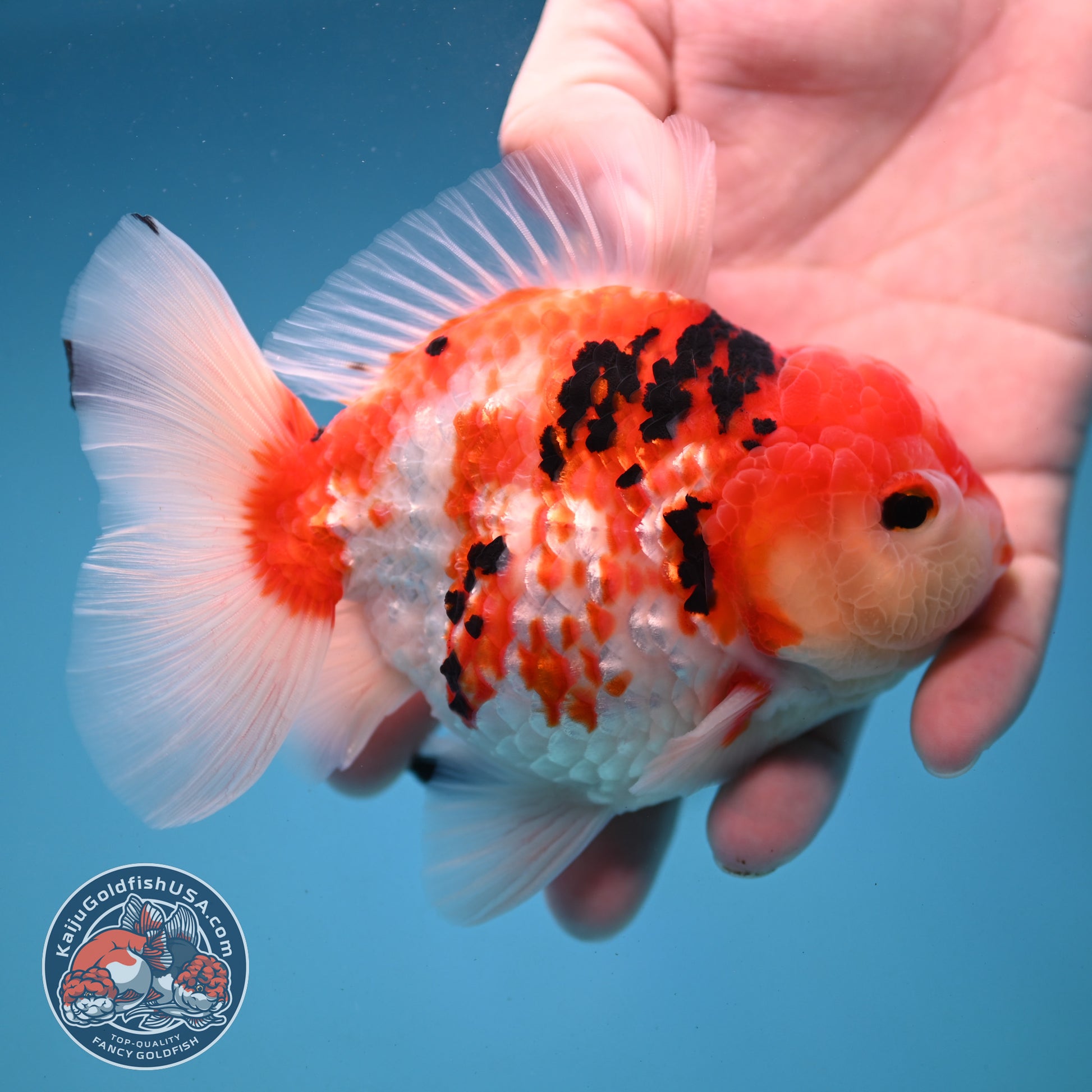 Tricolor Sakura Broad Tail Oranda 4 inch Body (251121_OR08)