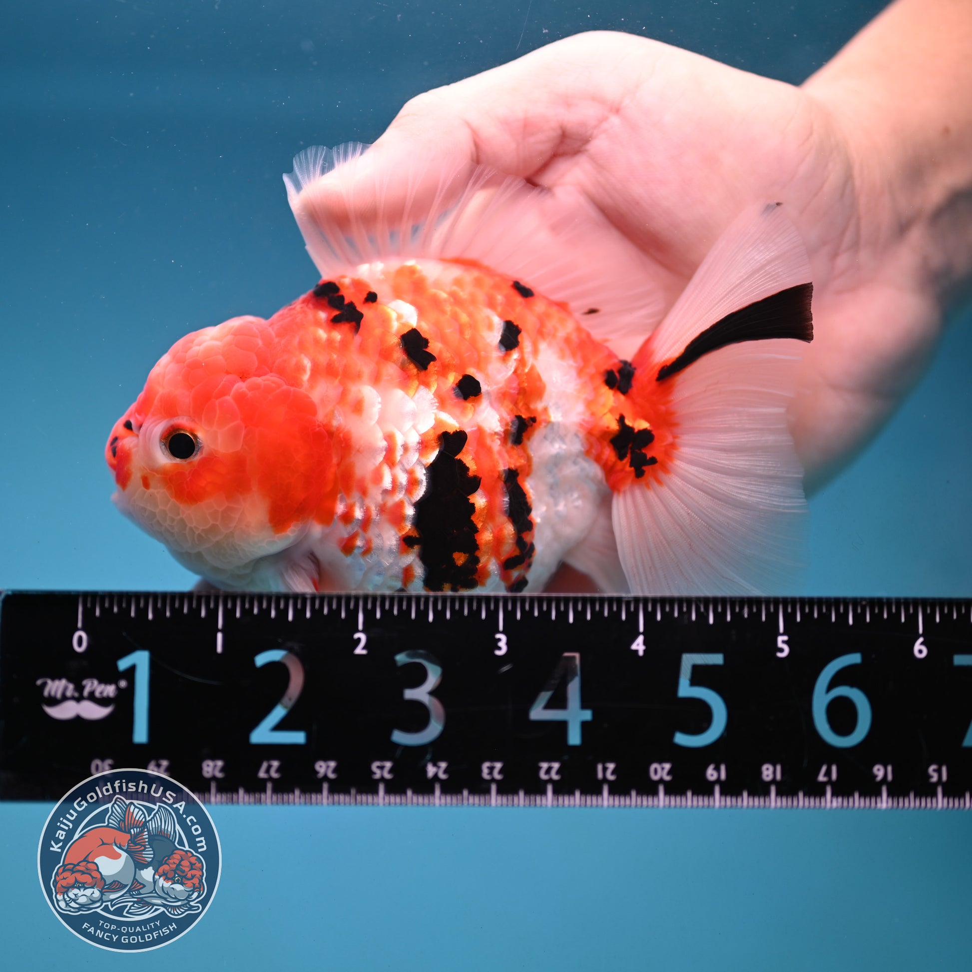 Tricolor Sakura Broad Tail Oranda 4 inch Body (251121_OR08)