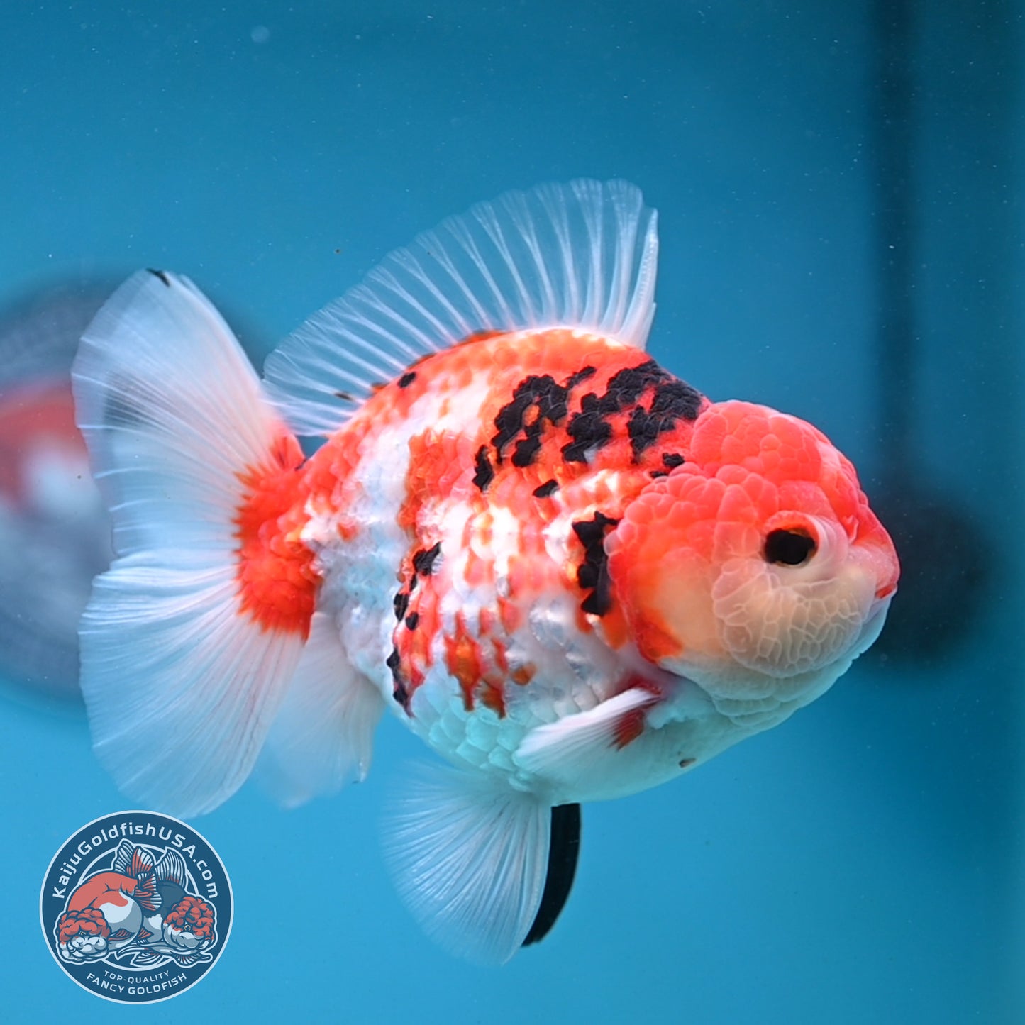 Tricolor Sakura Broad Tail Oranda 4 inch Body (251121_OR08)