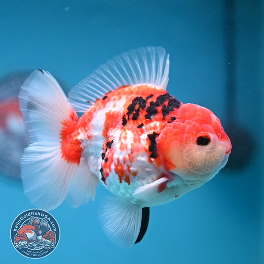 Tricolor Sakura Broad Tail Oranda 4 inch Body (251121_OR08)