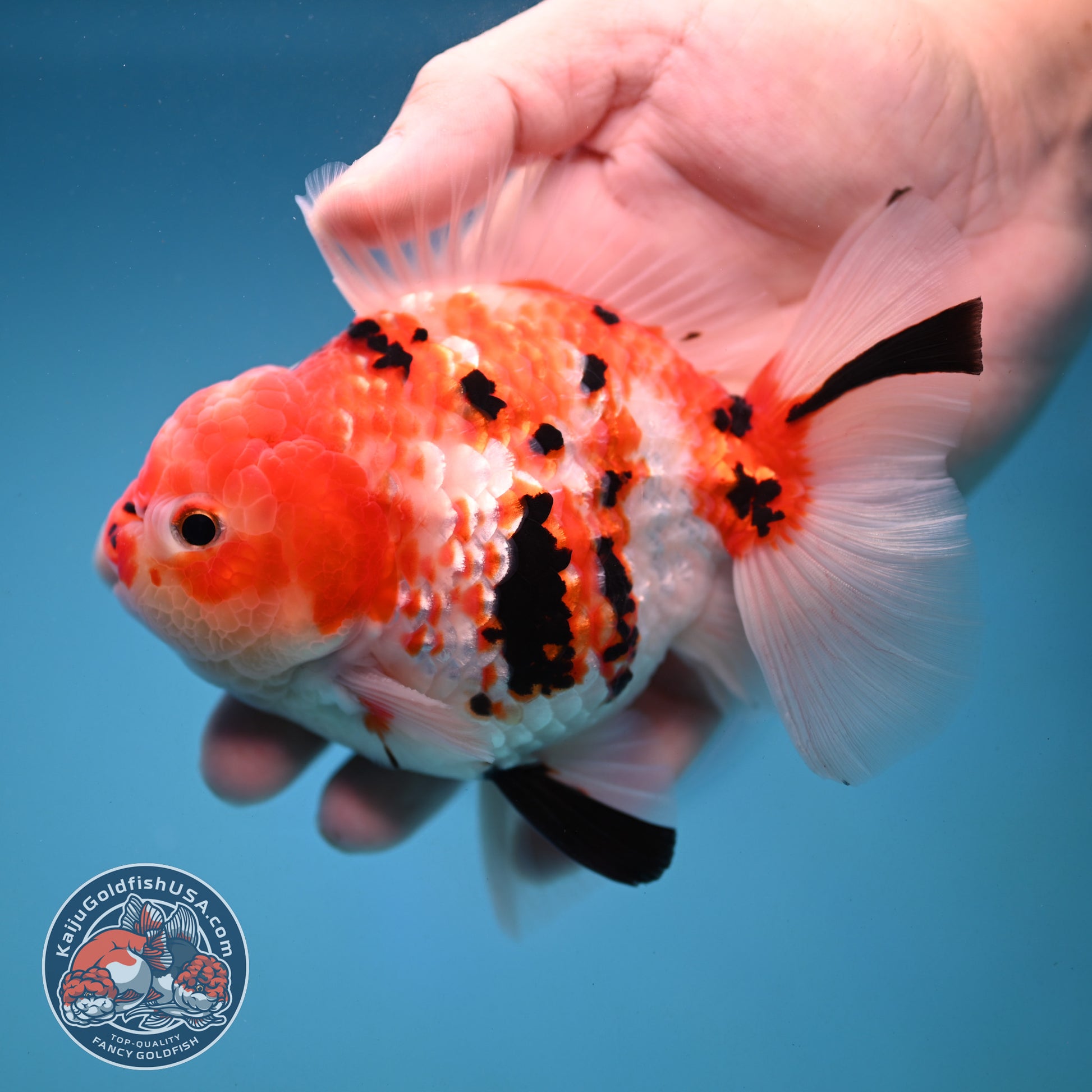 Tricolor Sakura Broad Tail Oranda 4 inch Body (251121_OR08)
