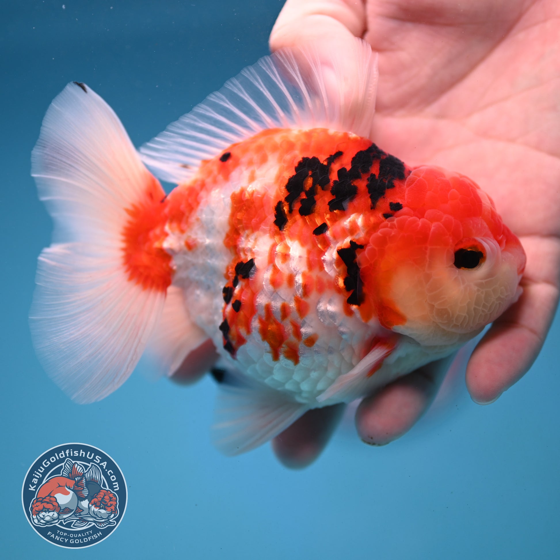 Tricolor Sakura Broad Tail Oranda 4 inch Body (251121_OR08)