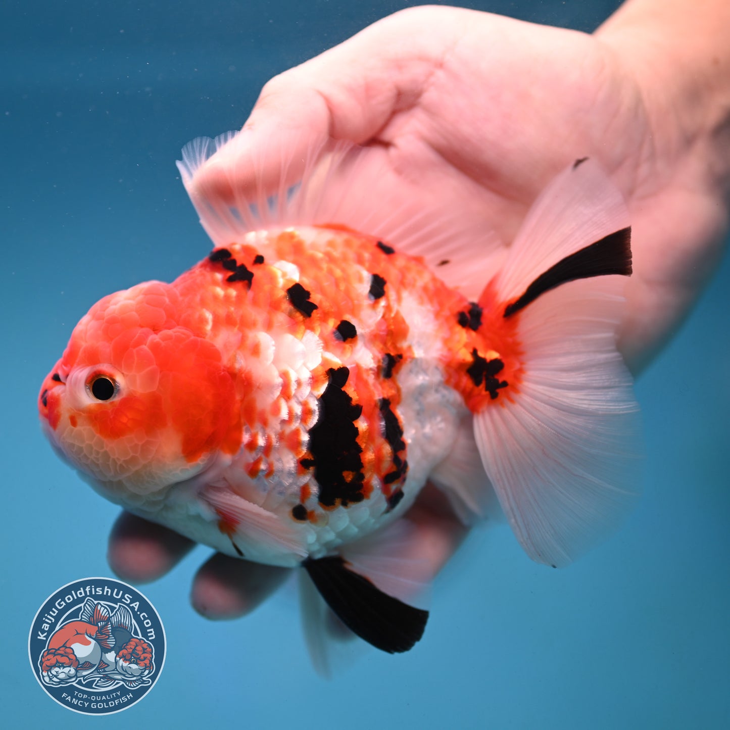 Tricolor Sakura Broad Tail Oranda 4 inch Body (251121_OR08)
