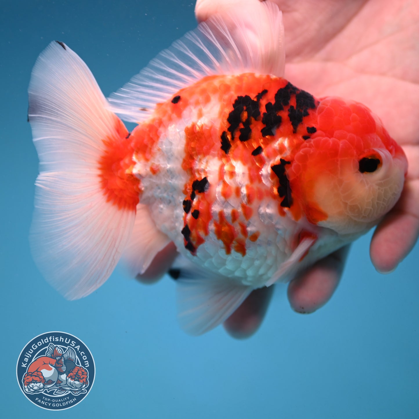 Tricolor Sakura Broad Tail Oranda 4 inch Body (251121_OR08)